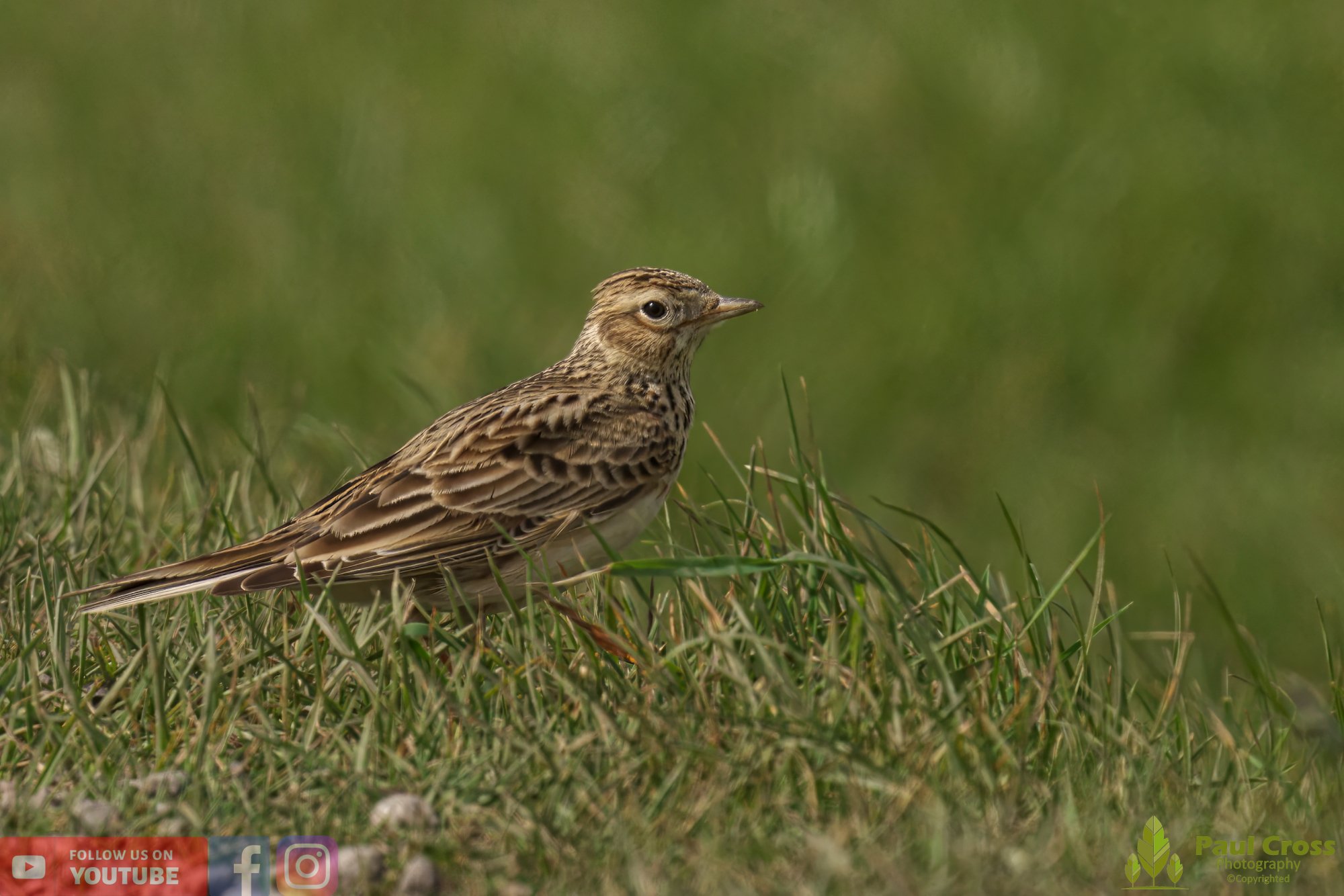 Skylark-00013.jpg