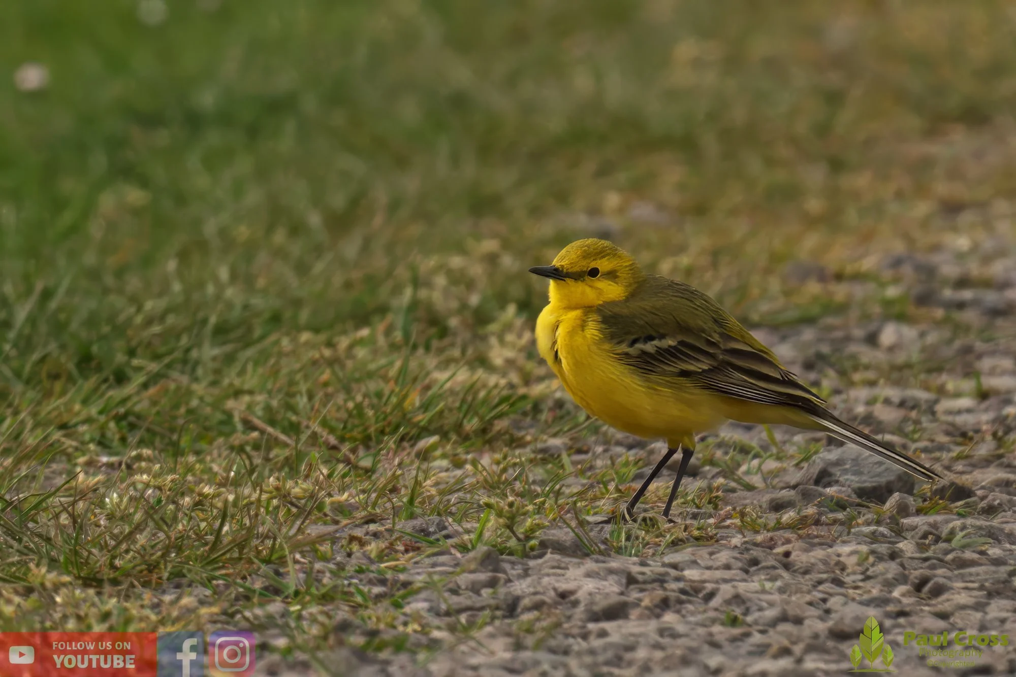 Yellow Wagtail-00022.jpg