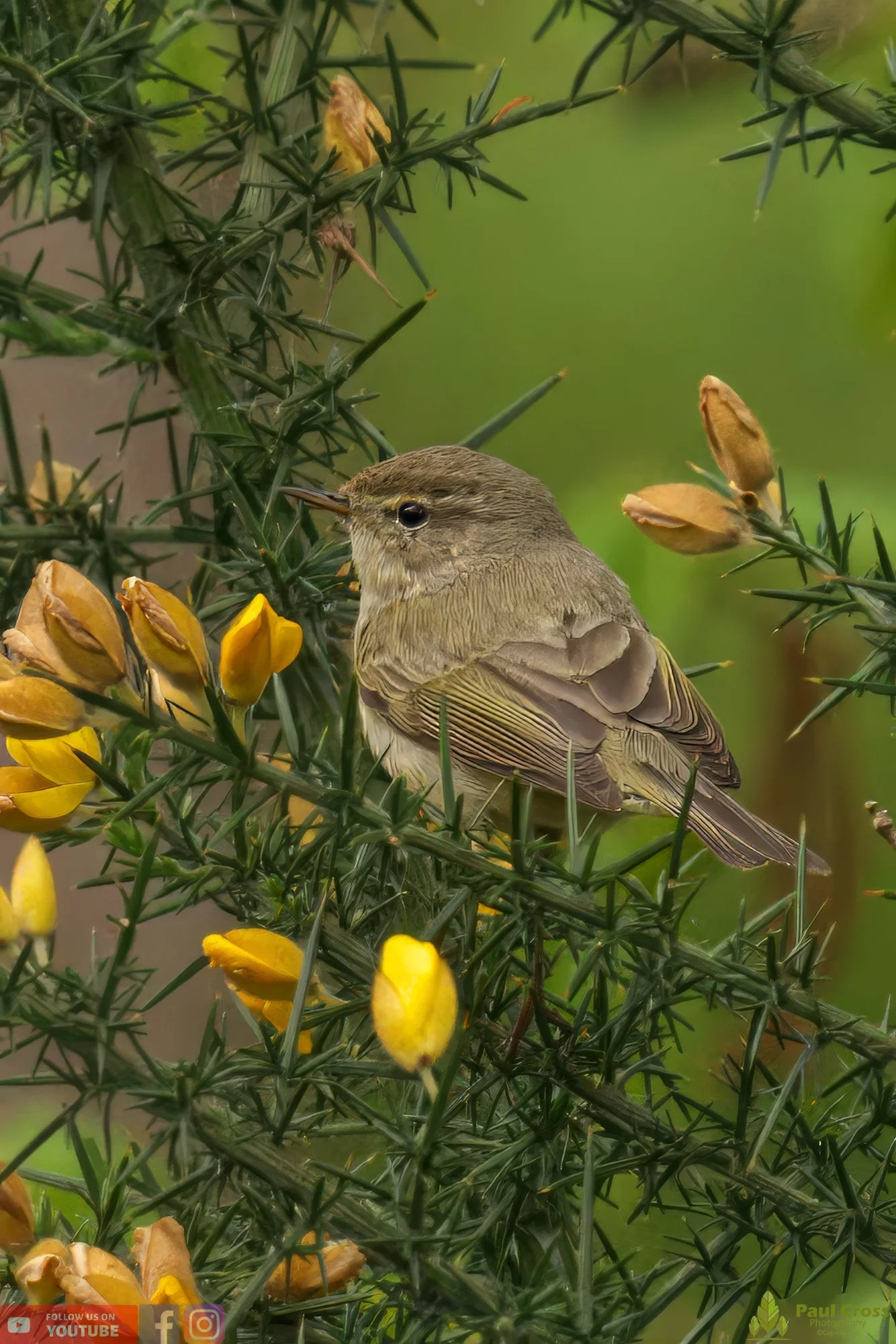 Chiffchaff-00107.jpg