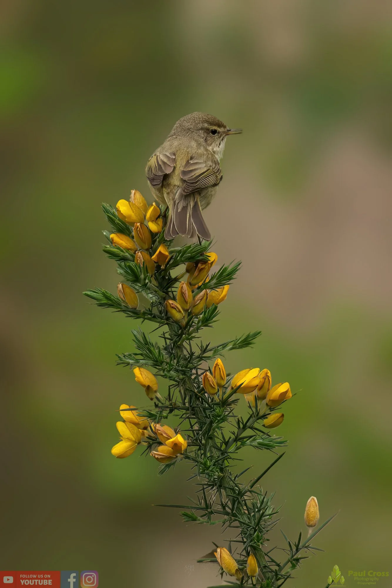 Chiffchaff-00109.jpg