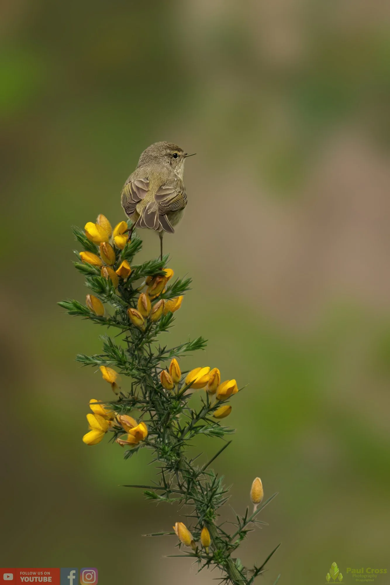 Chiffchaff-00110.jpg