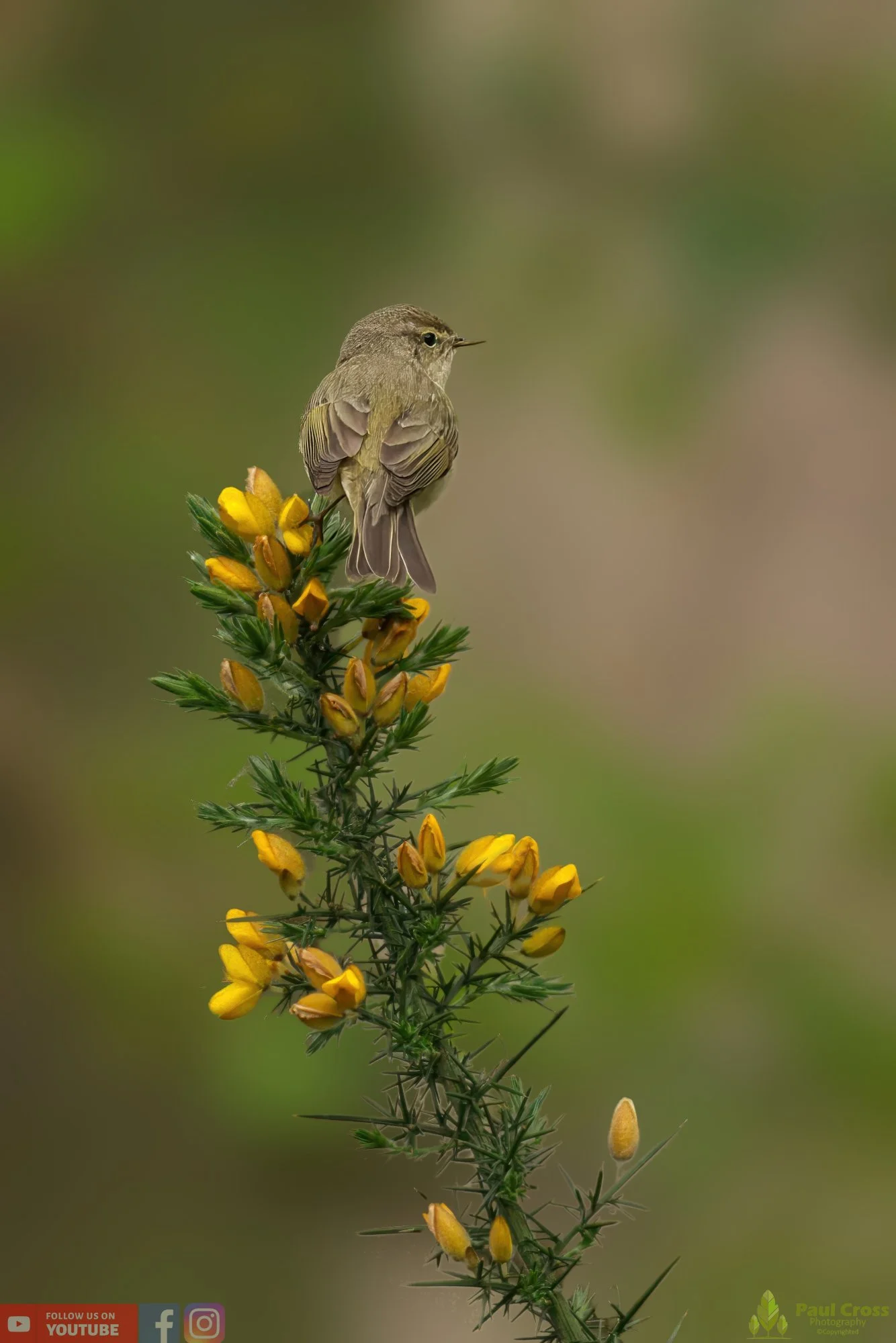 Chiffchaff-00111.jpg