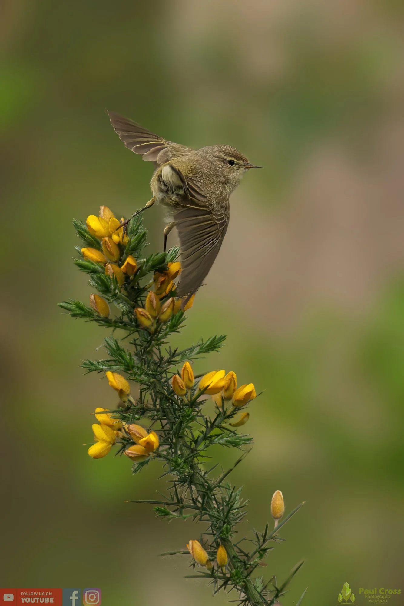 Chiffchaff-00112.jpg