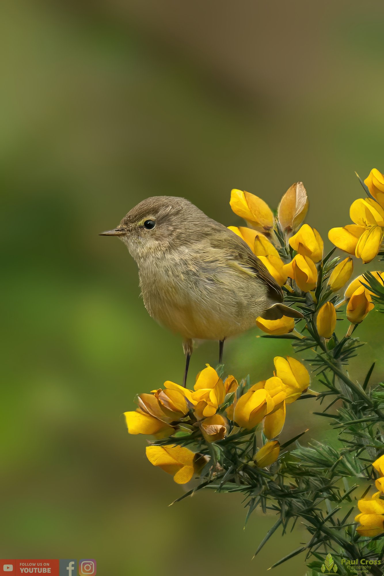 Chiffchaff-00114.jpg