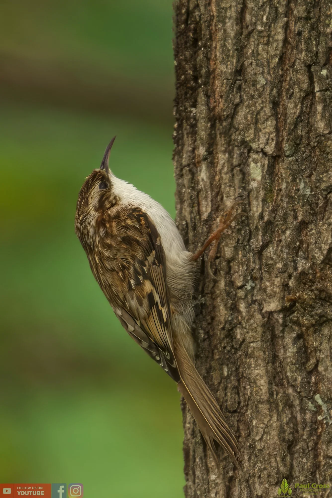 Treecreeper-00072.jpg