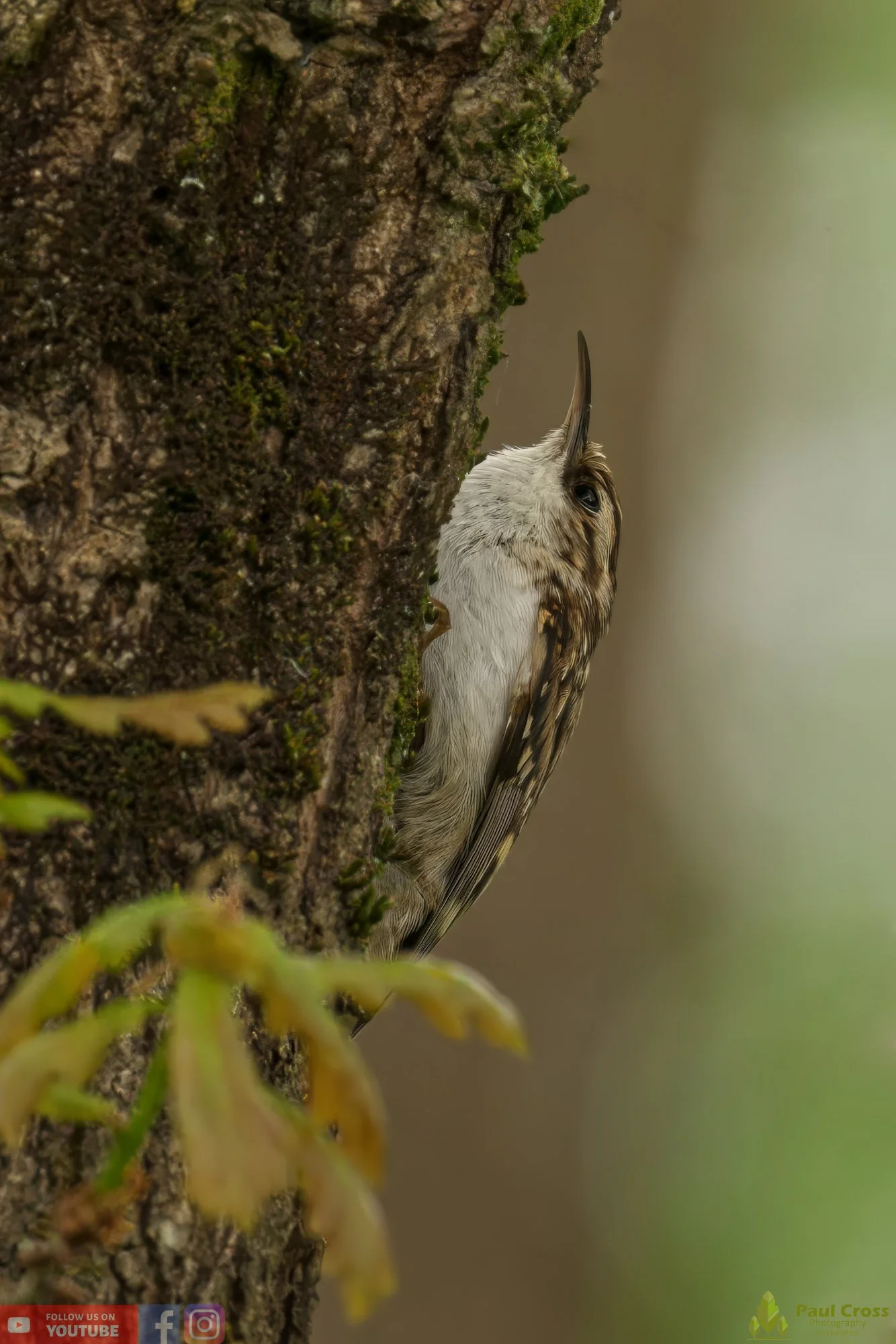 Treecreeper-00073.jpg