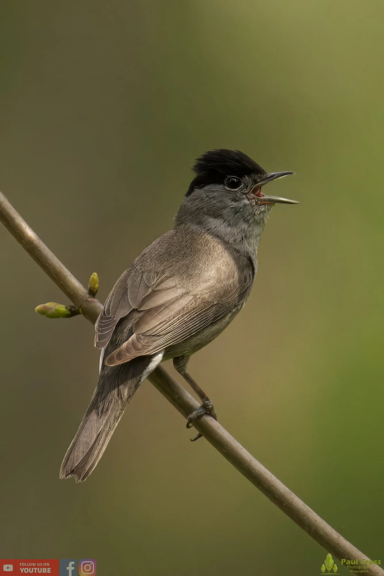 Blackcap-00087.jpg