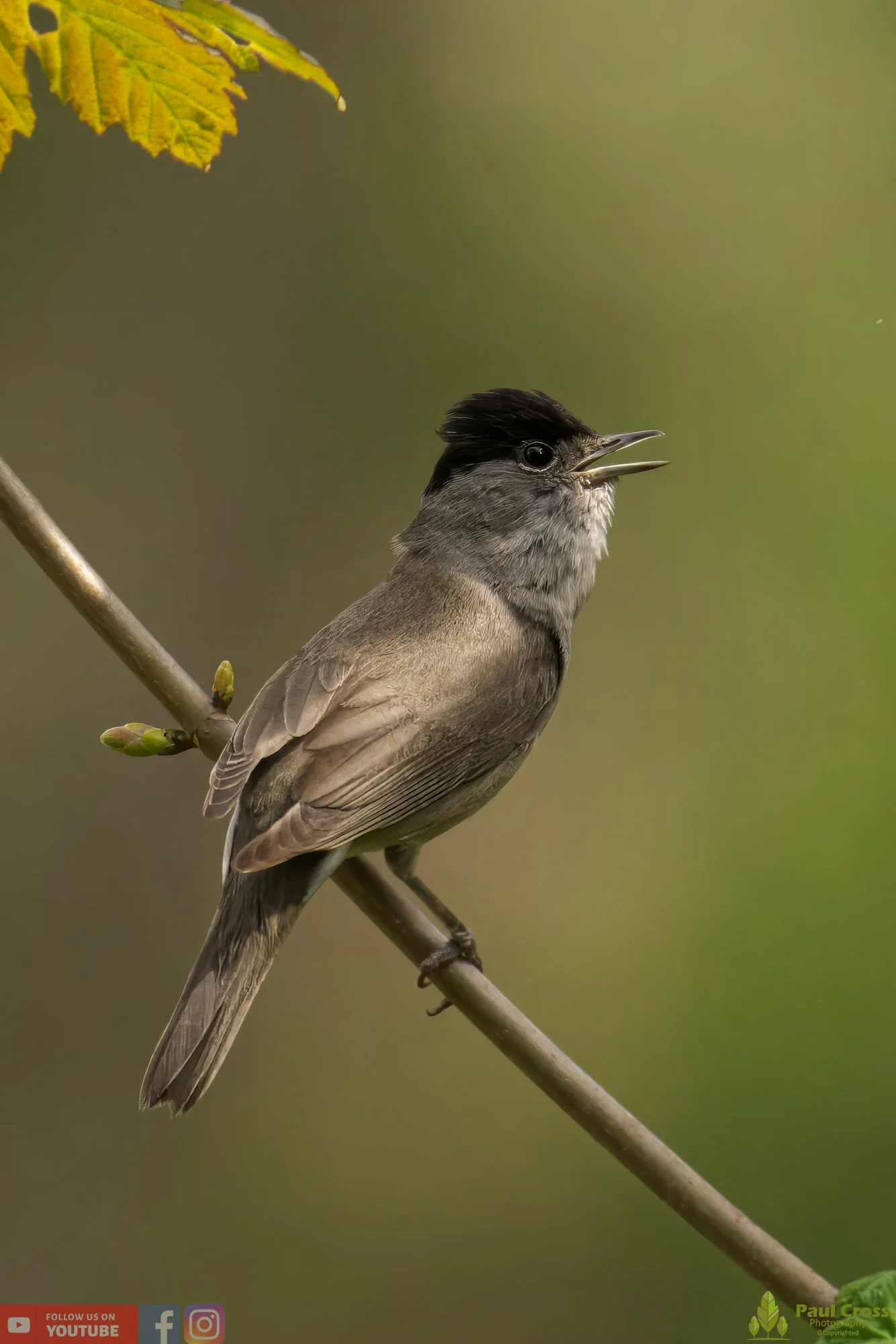 Blackcap-00088.jpg