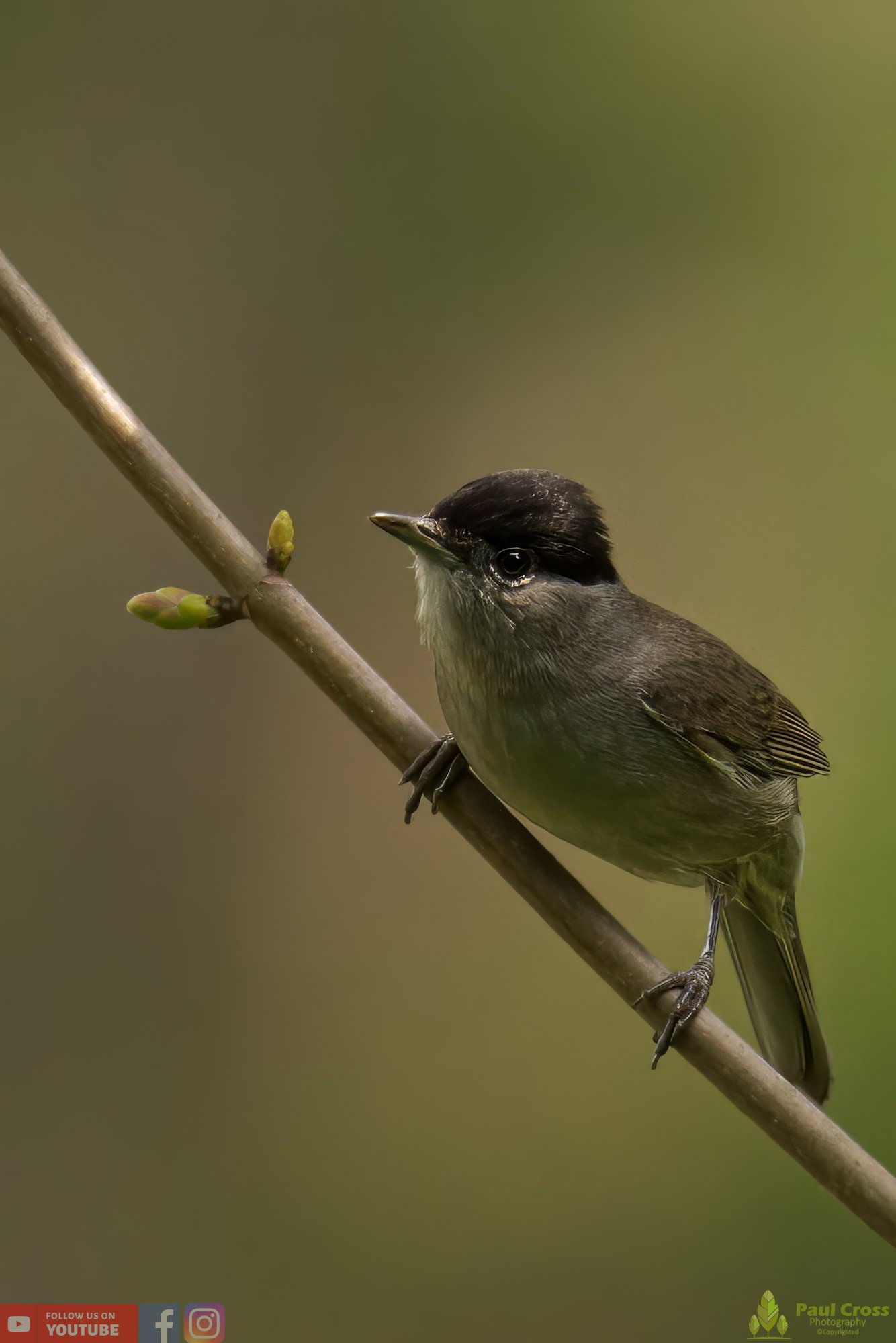 Blackcap-00090.jpg