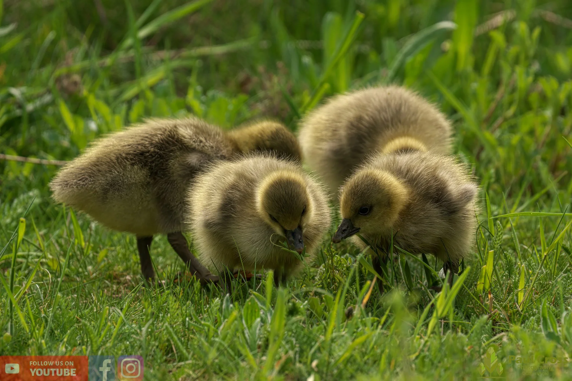 Greylag Goose-00066.jpg