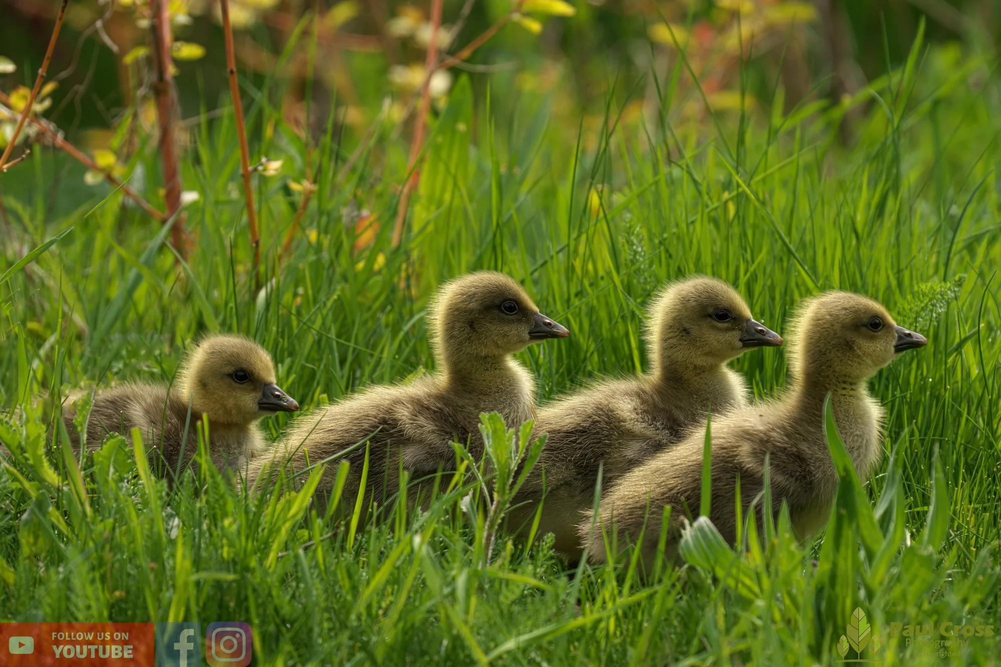 Greylag Goose-00065.jpg