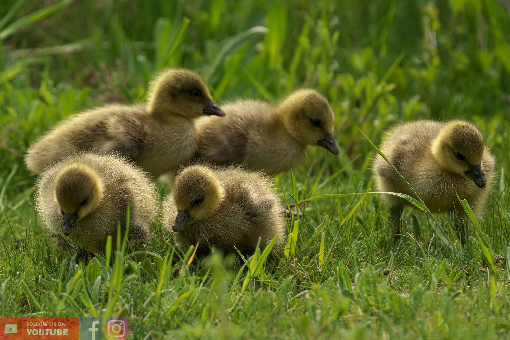 Greylag Goose-00068.jpg