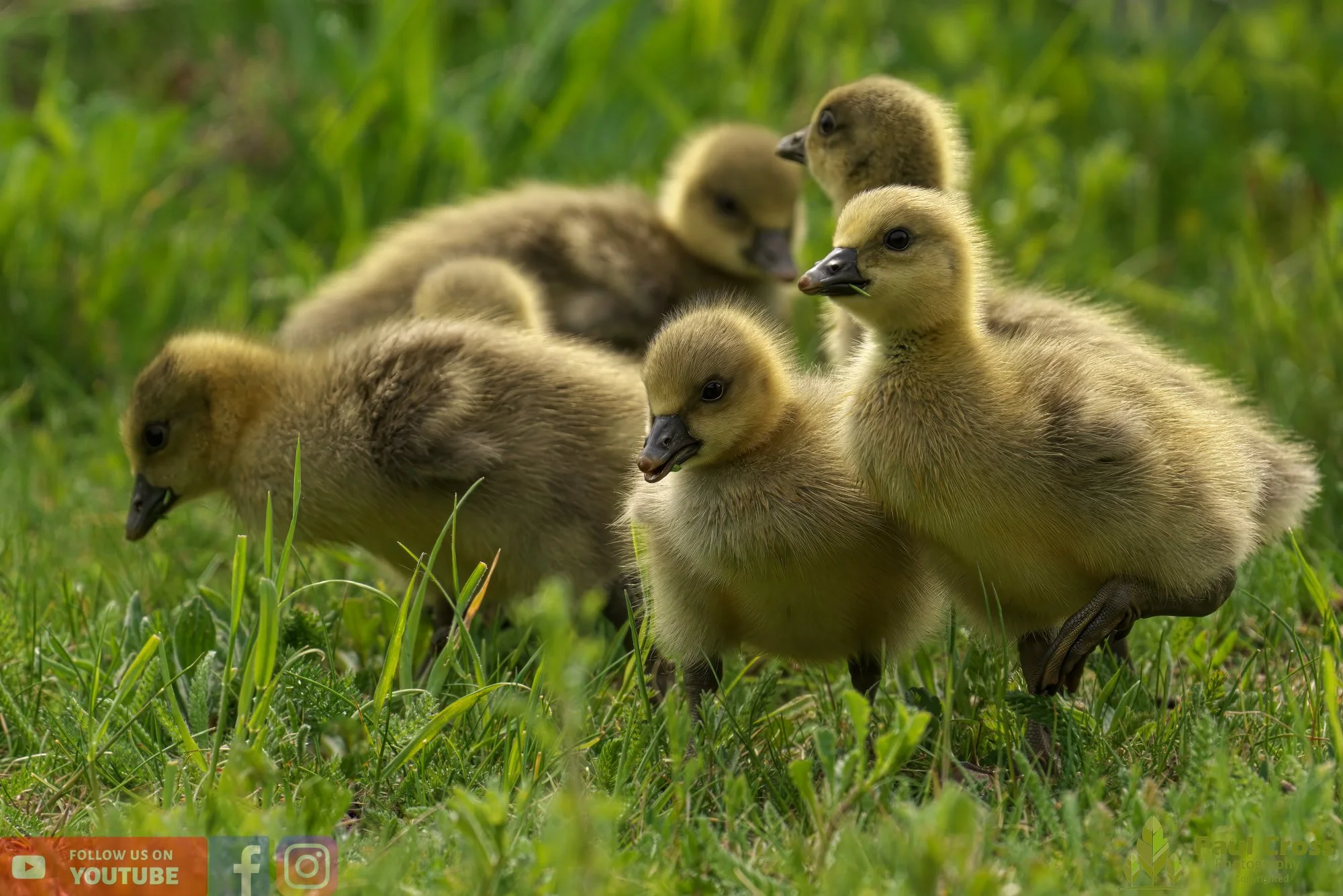 Greylag Goose-00069.jpg