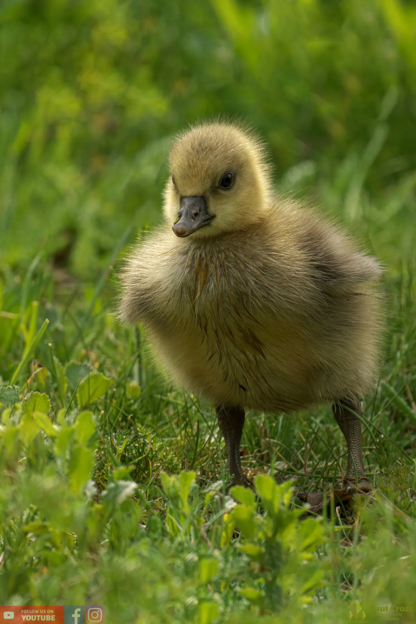 Greylag Goose-00070.jpg