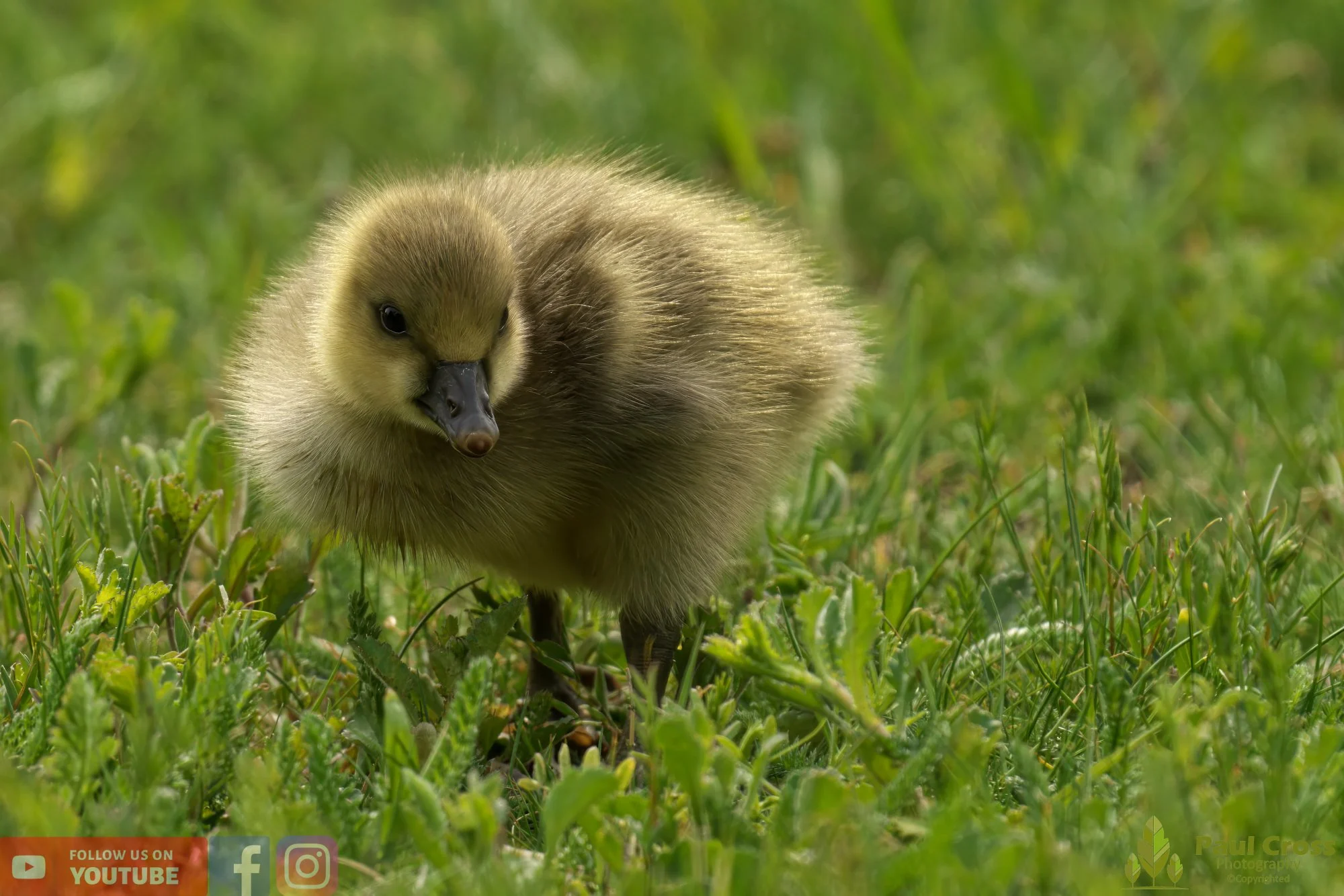 Greylag Goose-00071.jpg