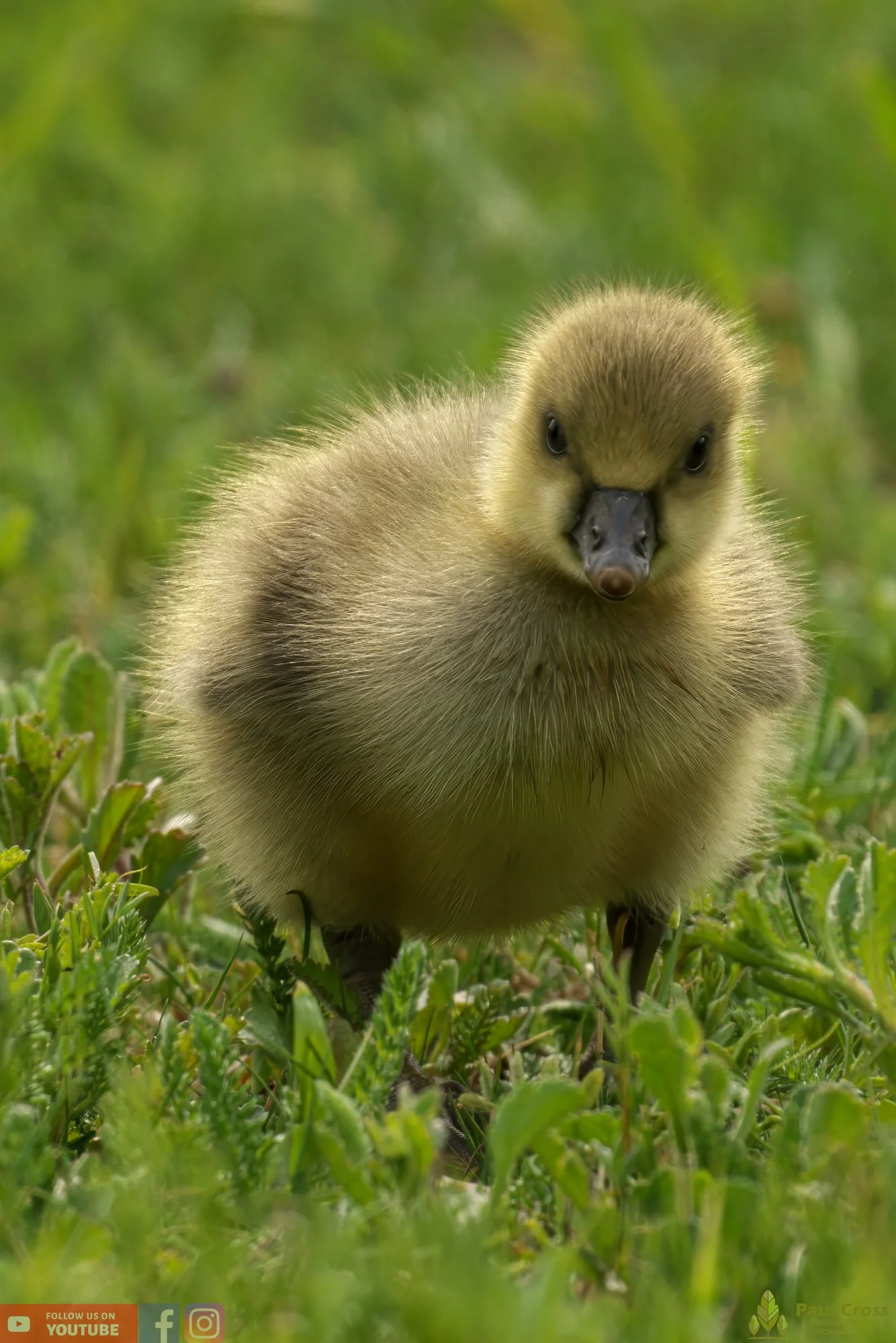Greylag Goose-00072.jpg