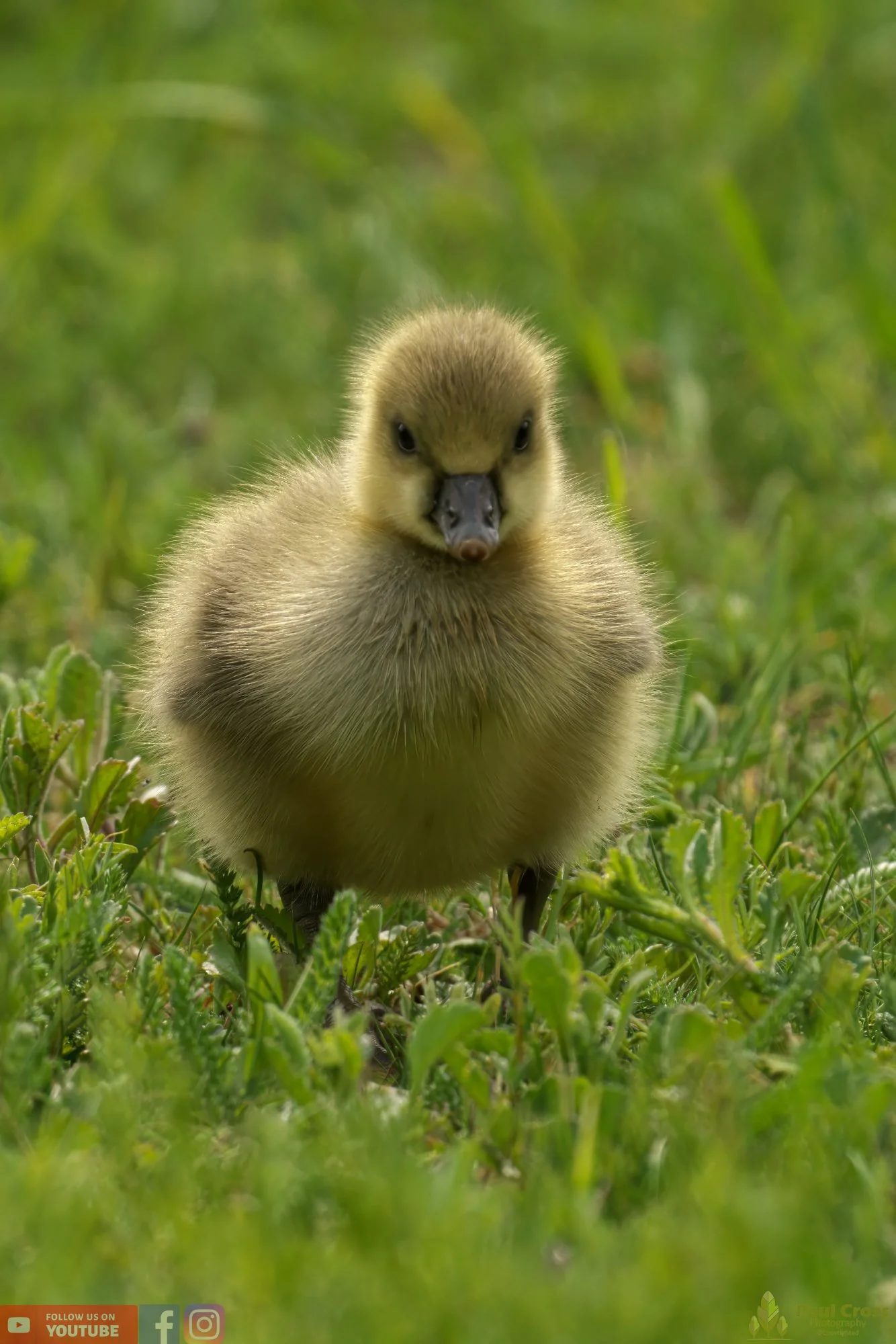 Greylag Goose-00073.jpg