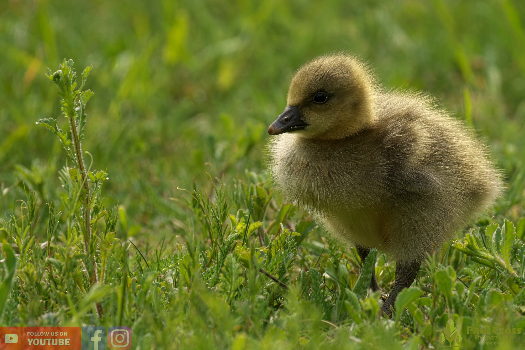 Greylag Goose-00075.jpg