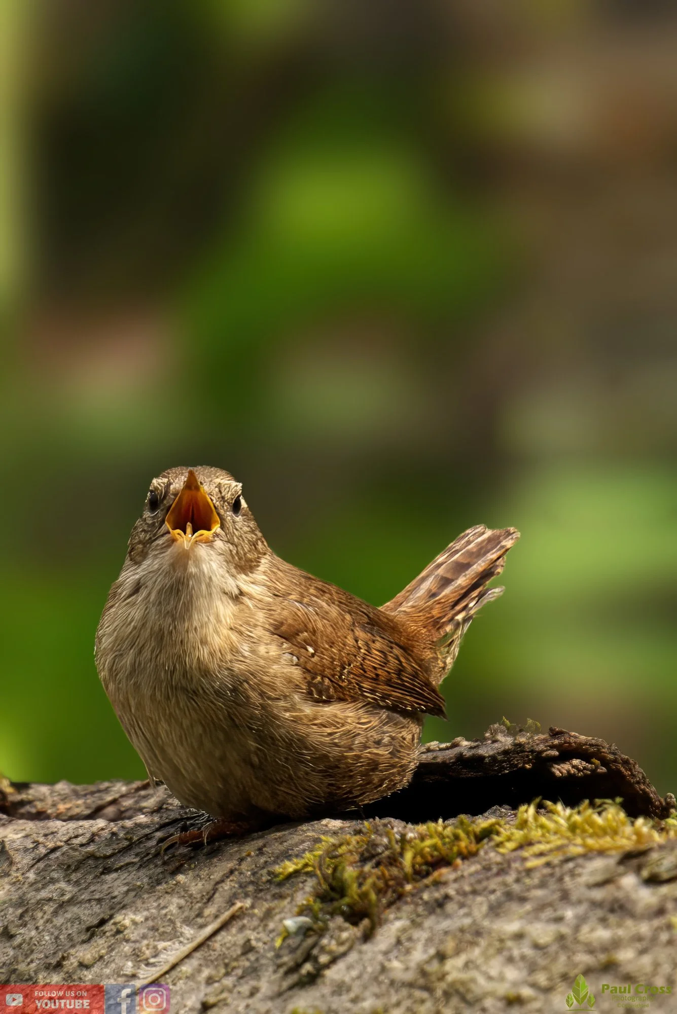 Wren-00342.jpg
