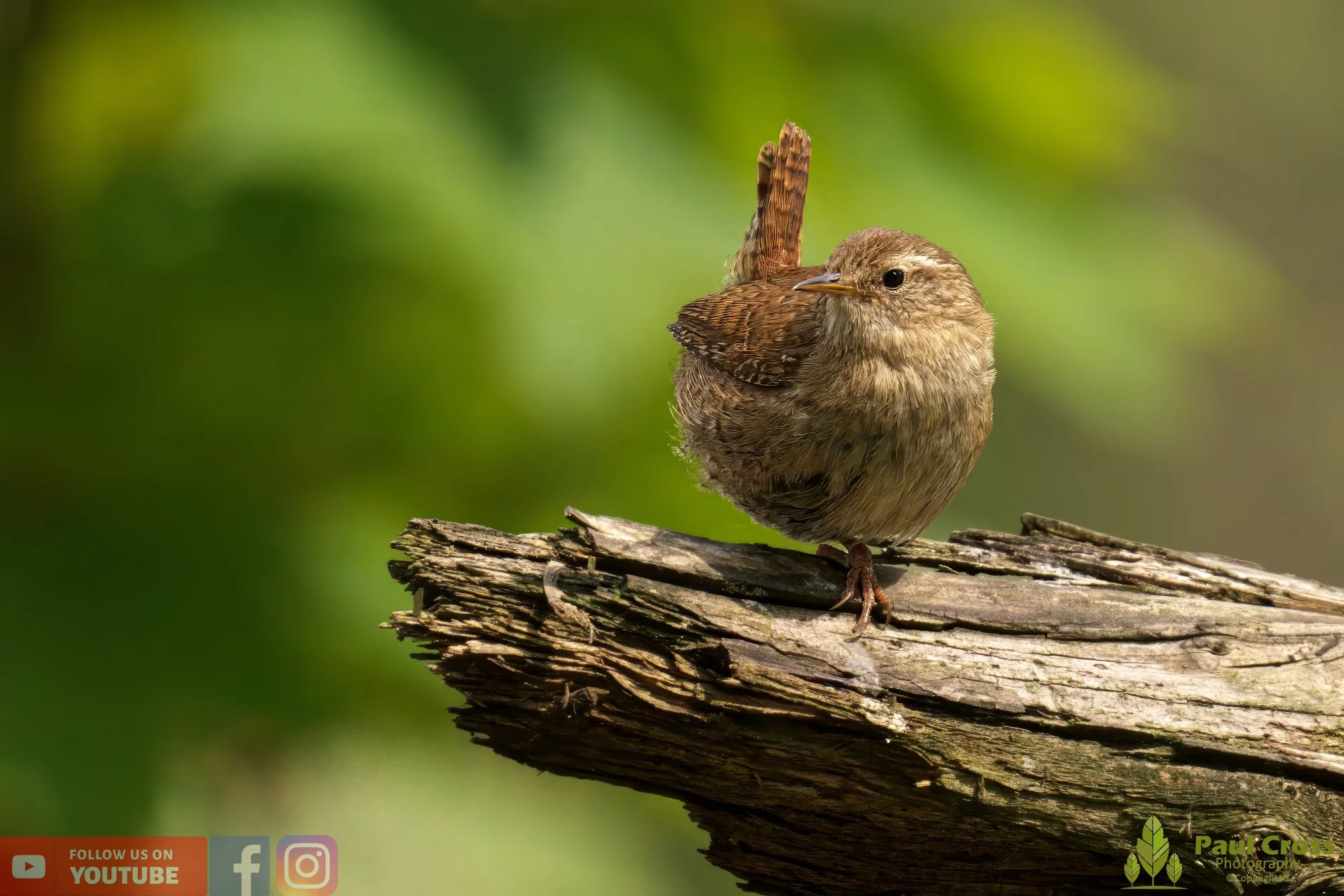 Wren-00343.jpg