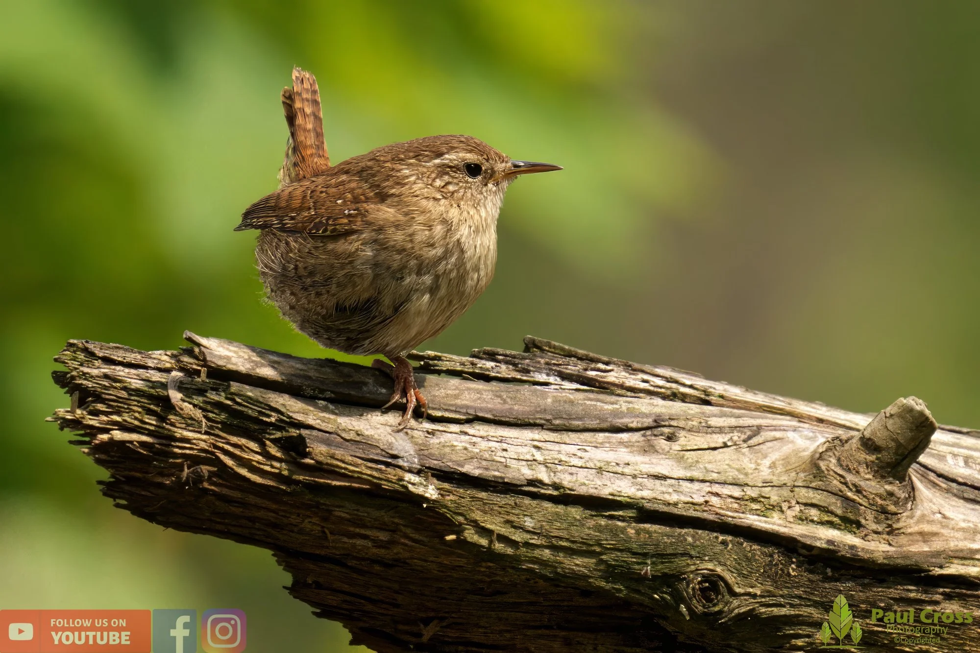 Wren-00344.jpg