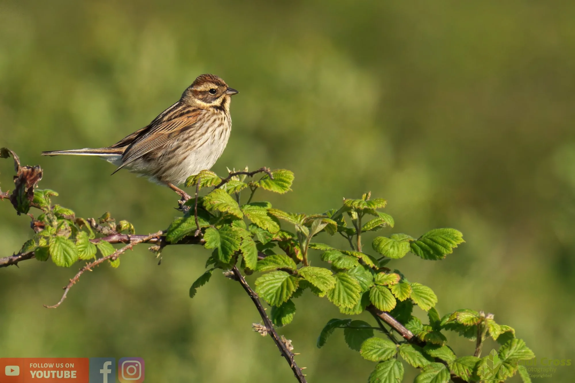 Common Reed Bunting-00059.jpg