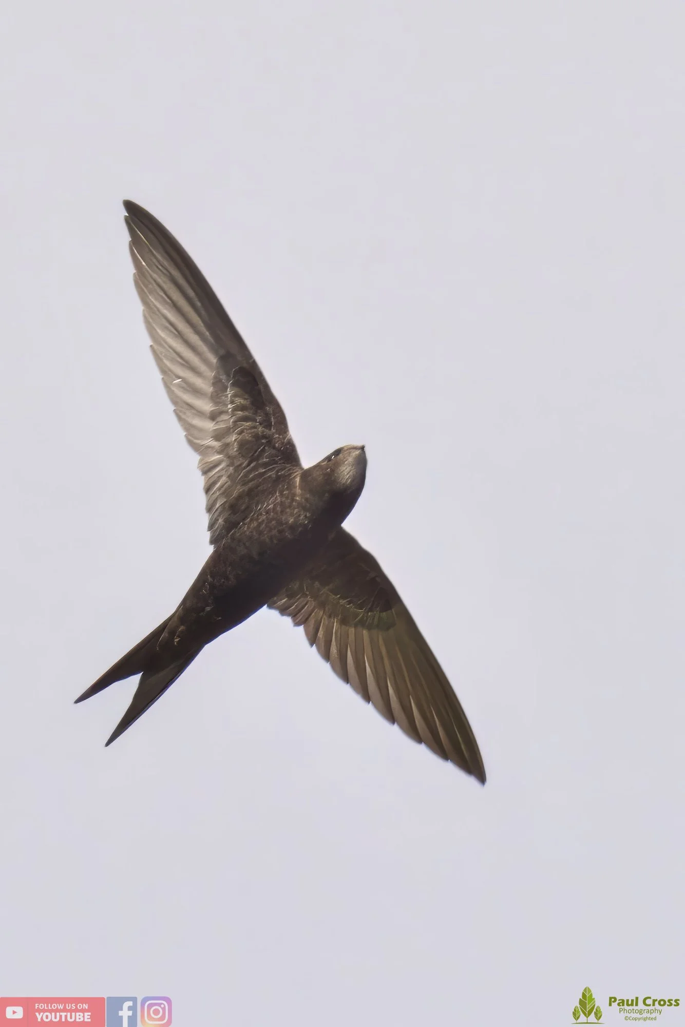 Swift-00046.jpg