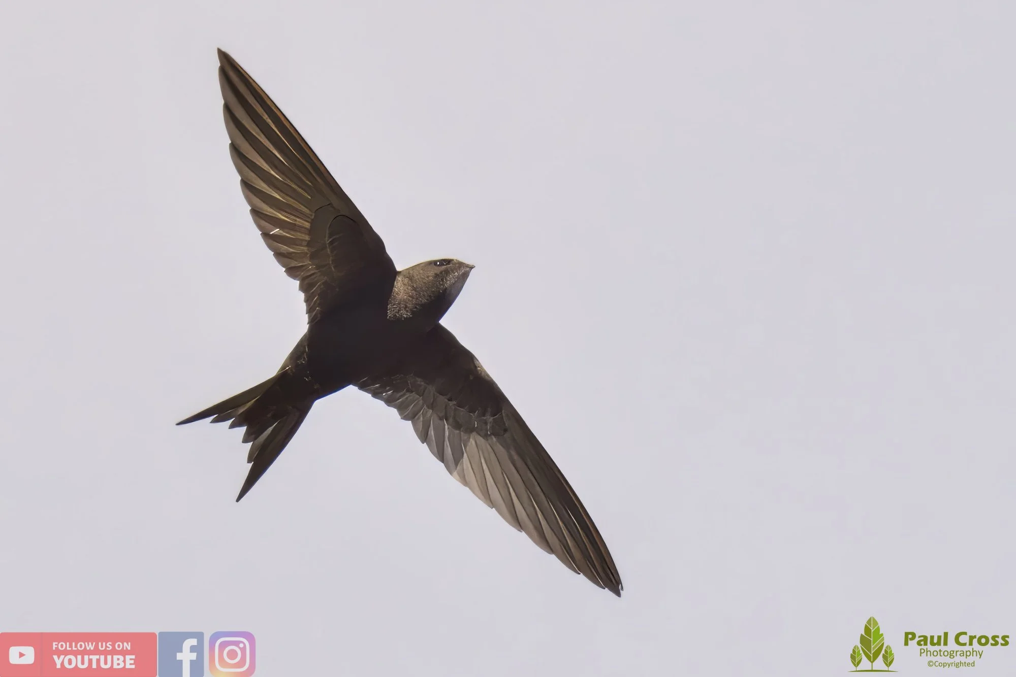 Swift-00048.jpg