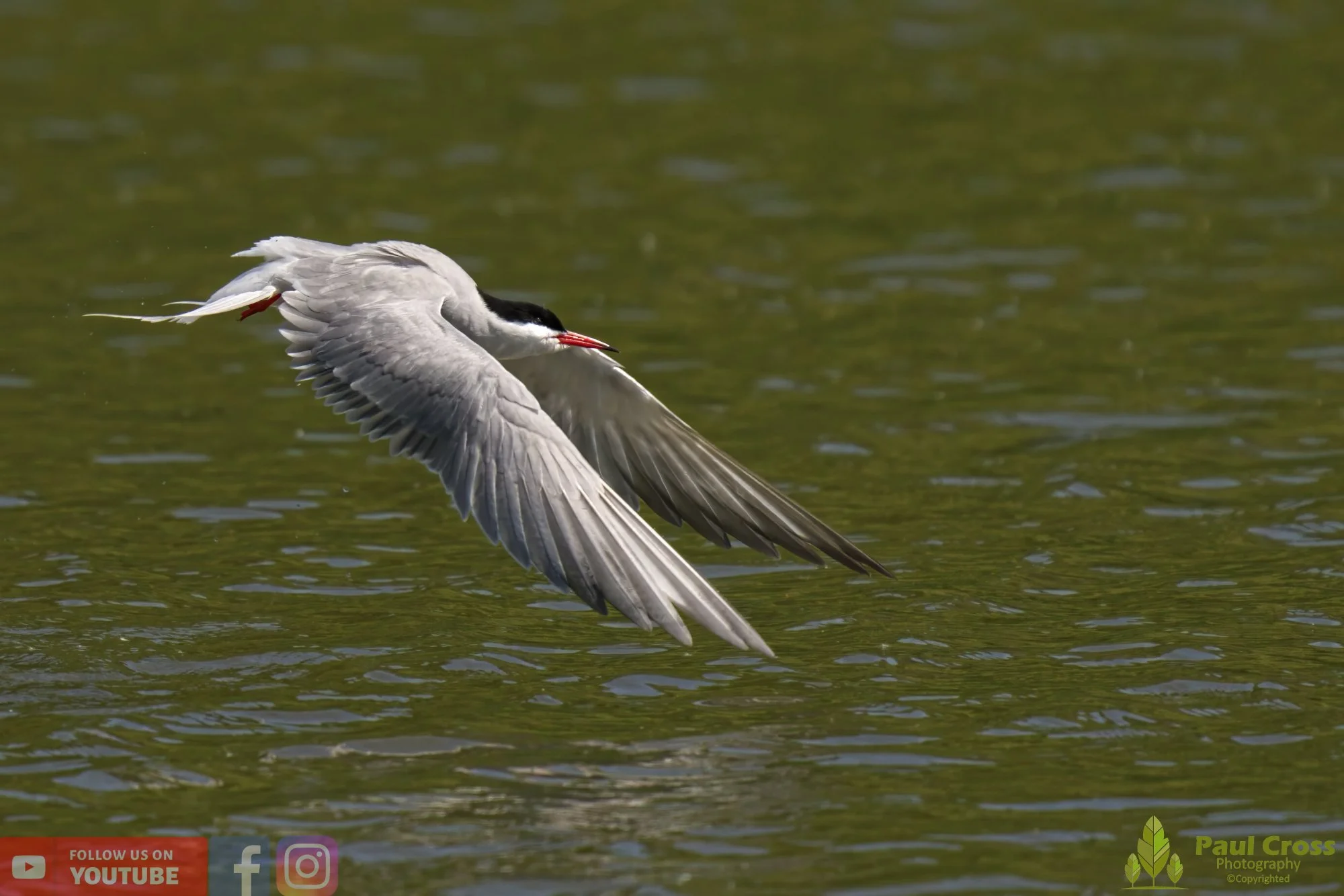 Common Tern-01485.jpg