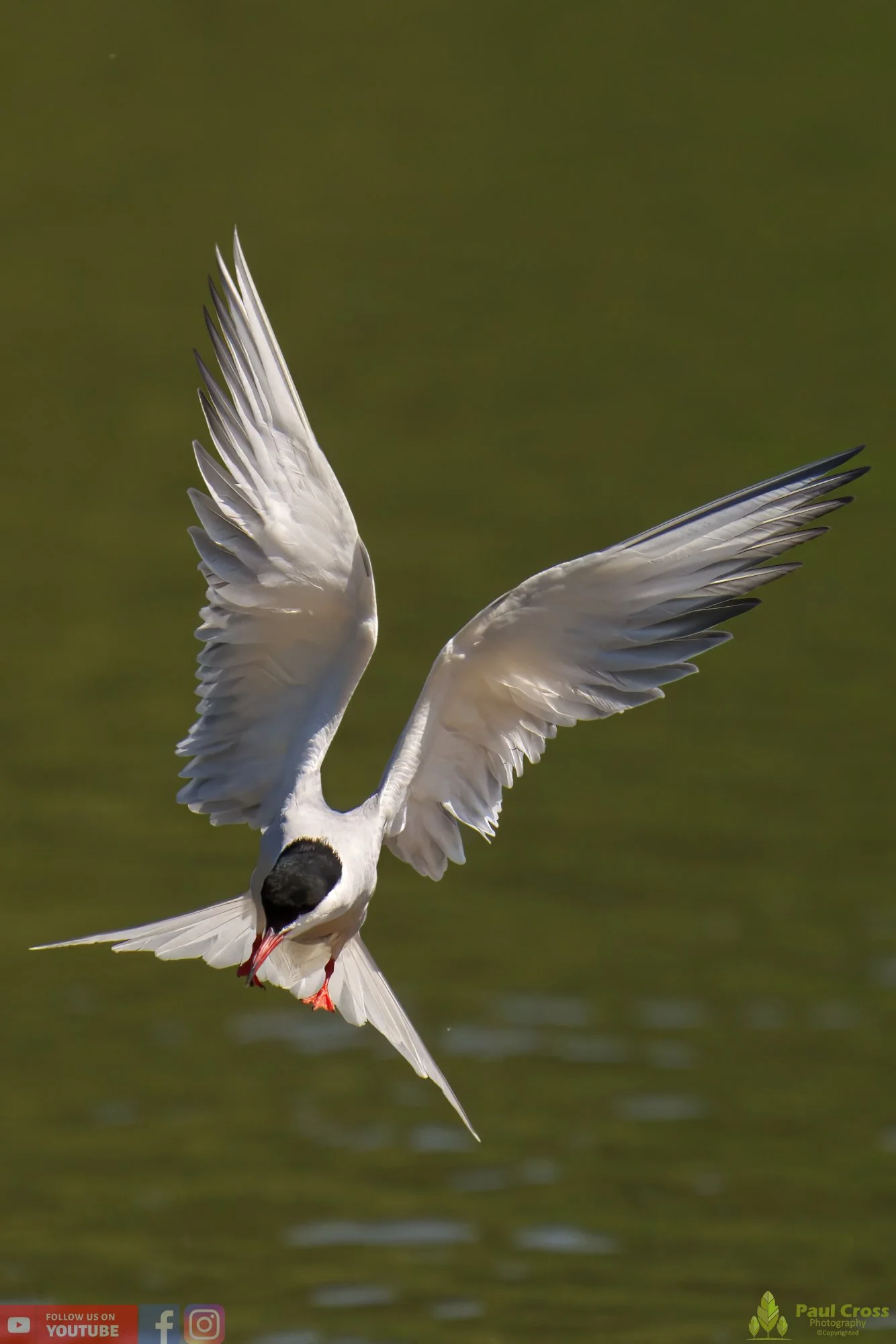 Common Tern-01497.jpg