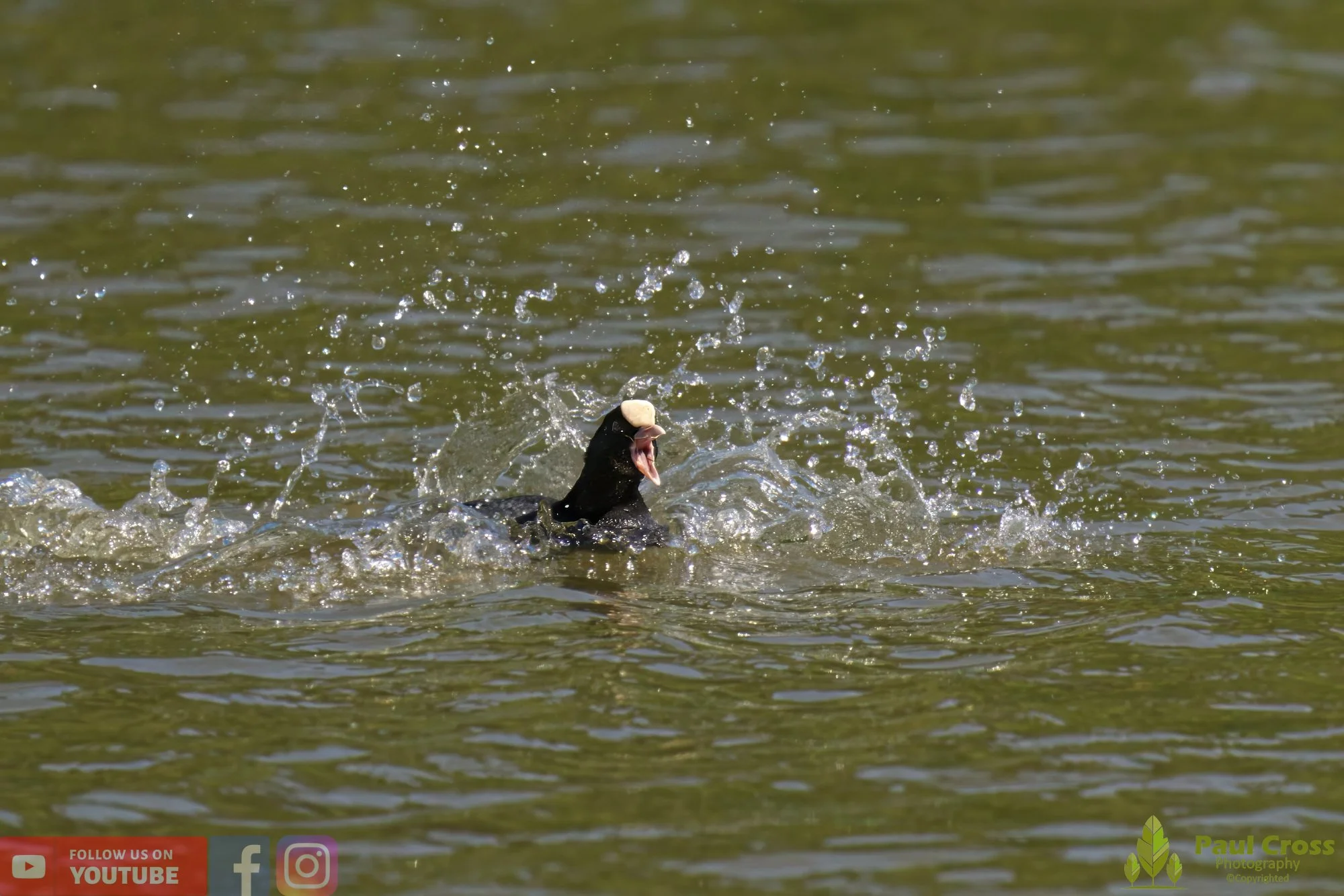 Coot-00440.jpg
