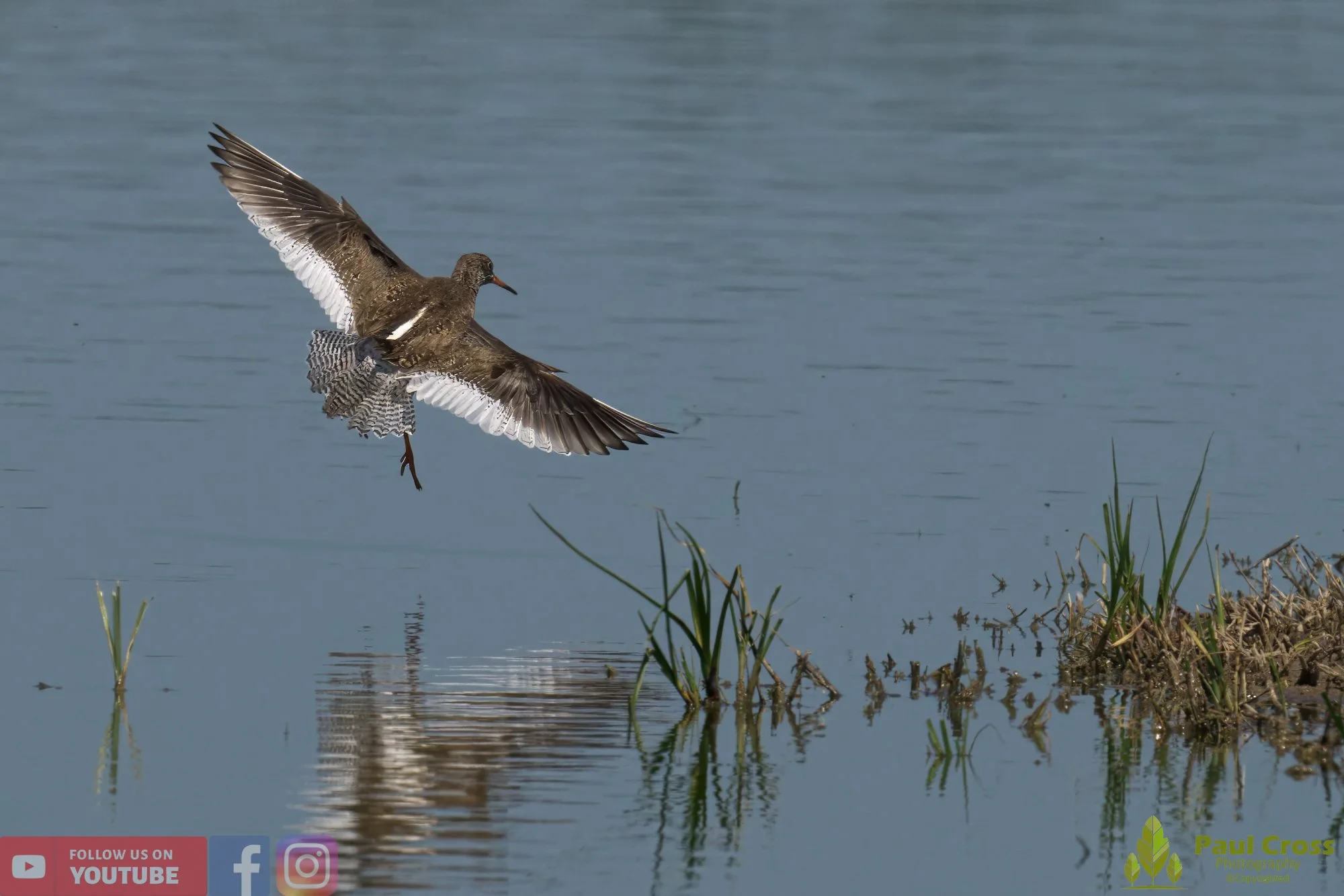 Common Redshank-00389.jpg