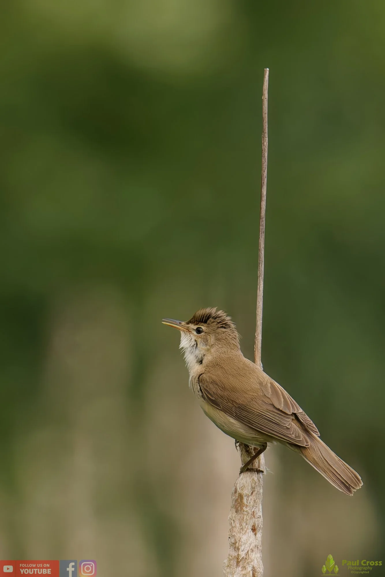 Reed Warbler-00149.jpg