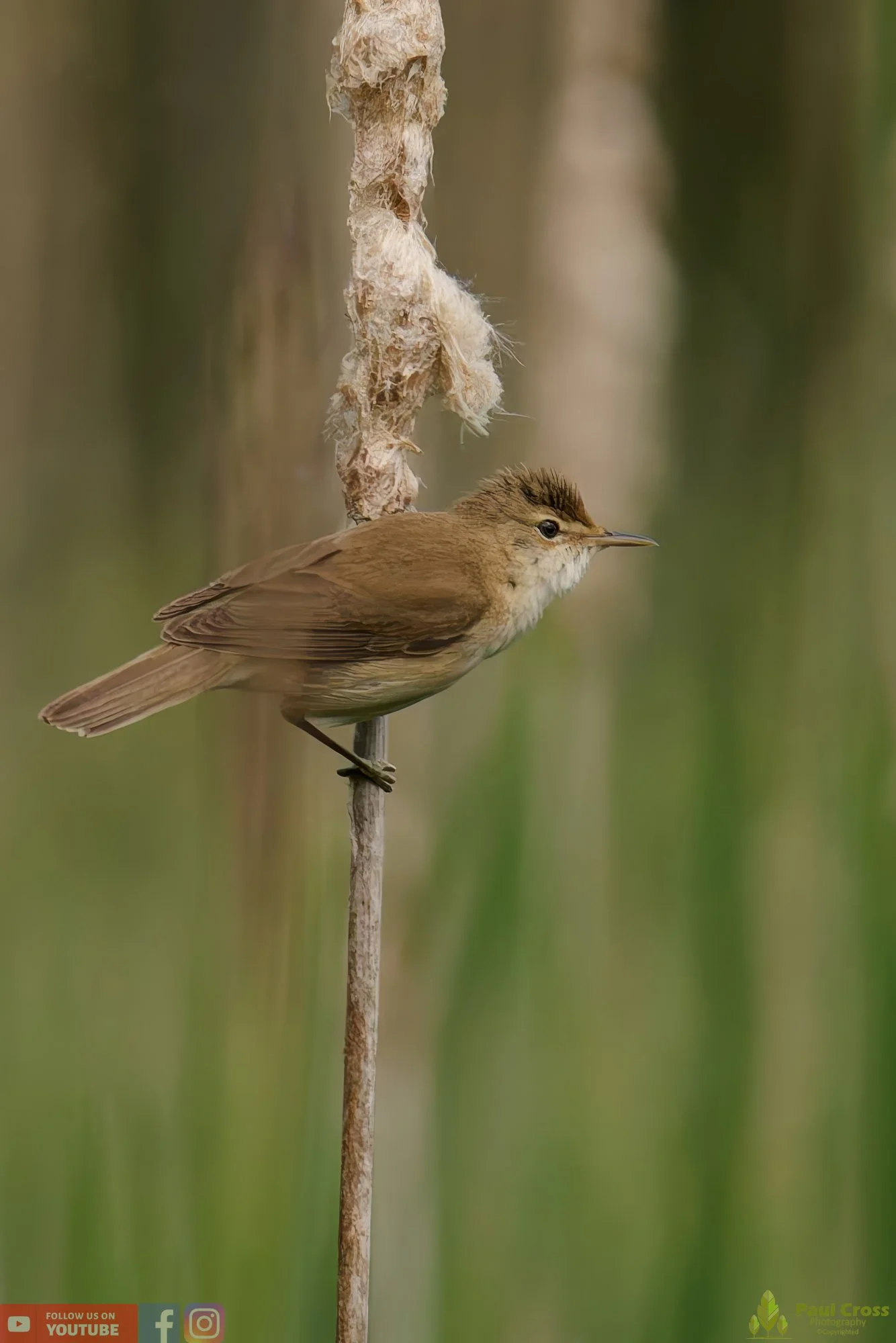 Reed Warbler-00148.jpg