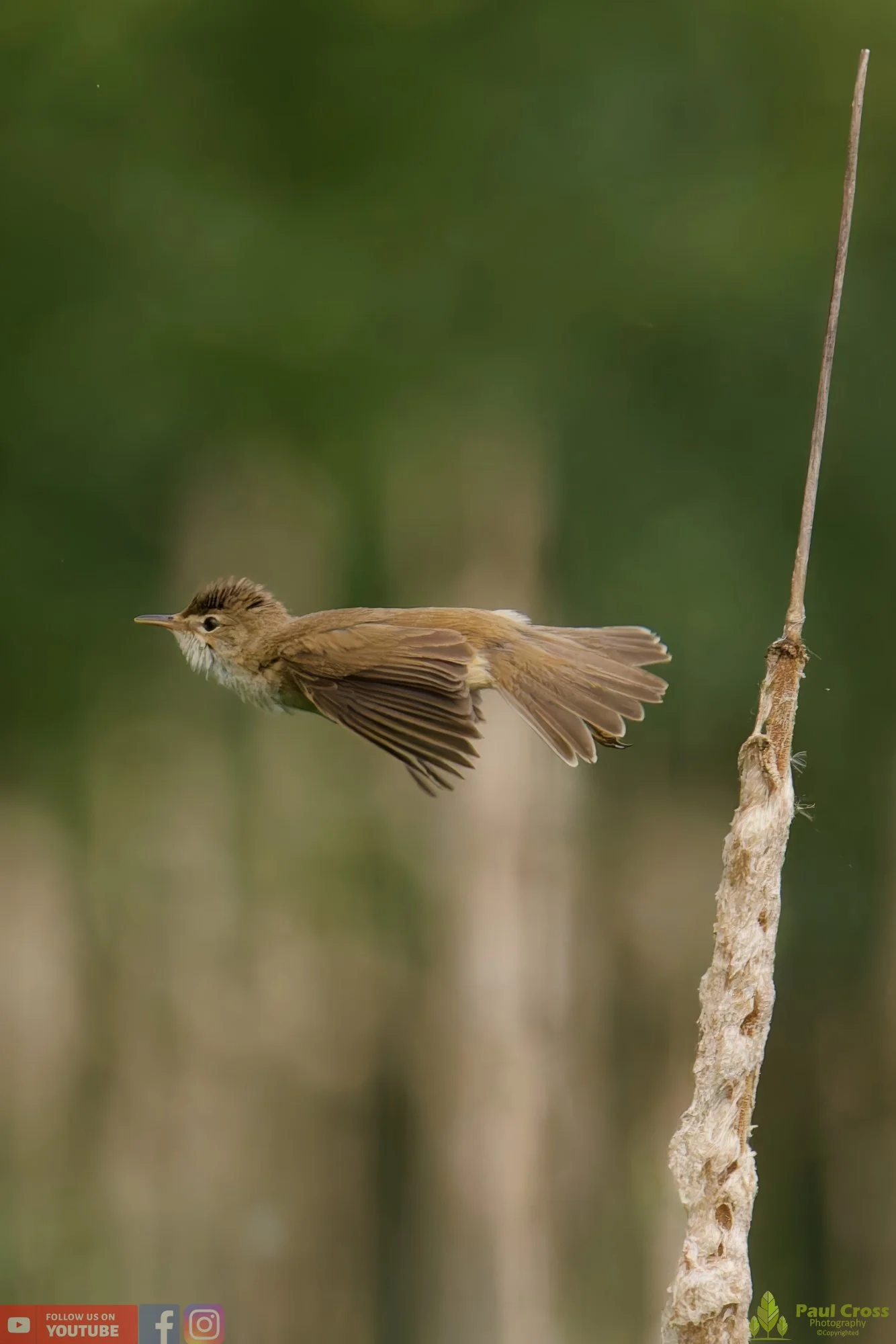 Reed Warbler-00150.jpg