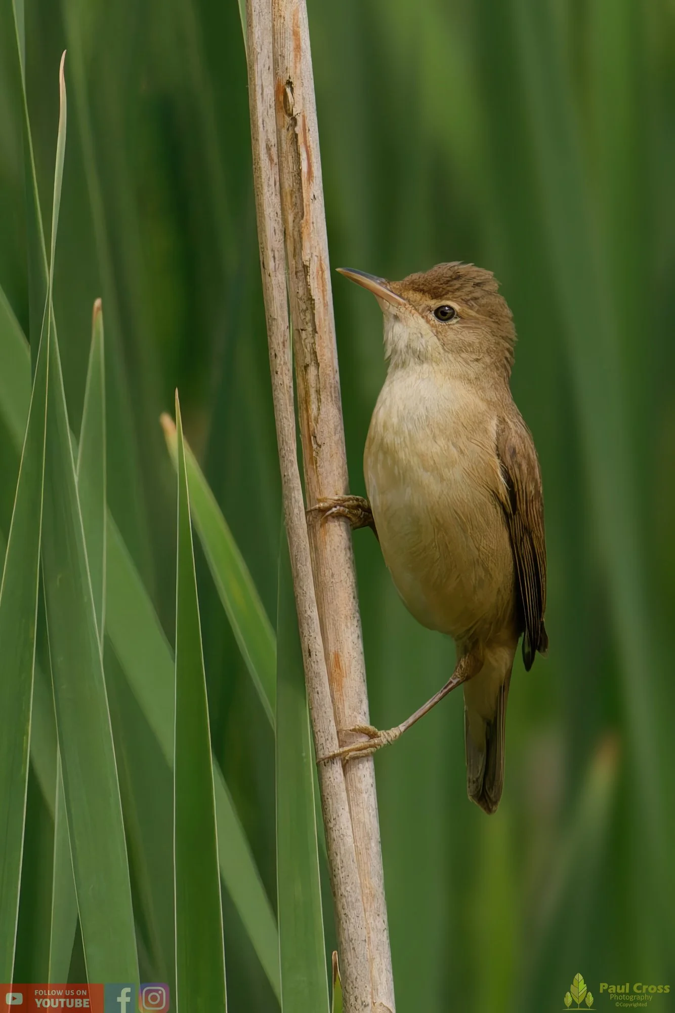 Reed Warbler-00151.jpg