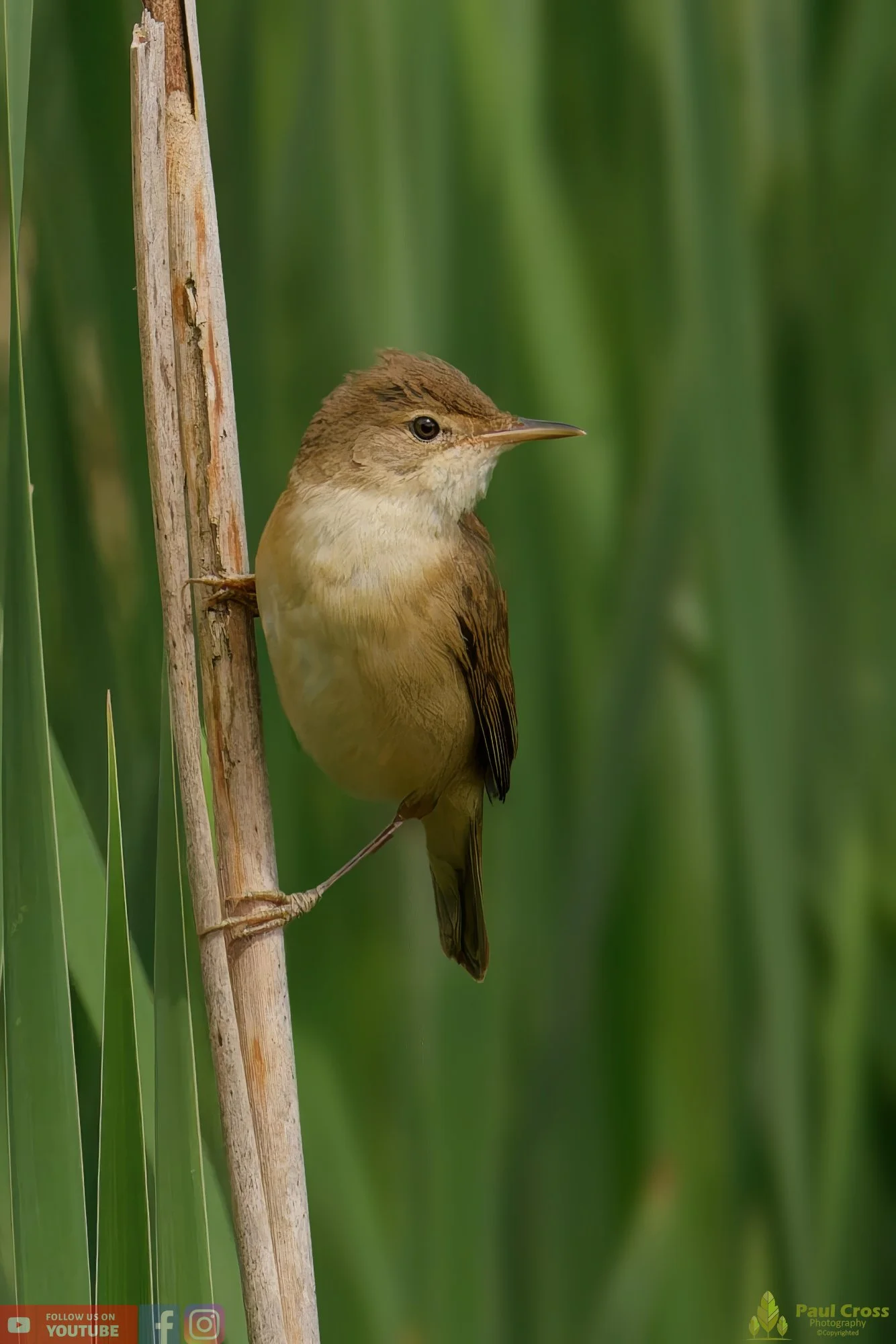 Reed Warbler-00152.jpg