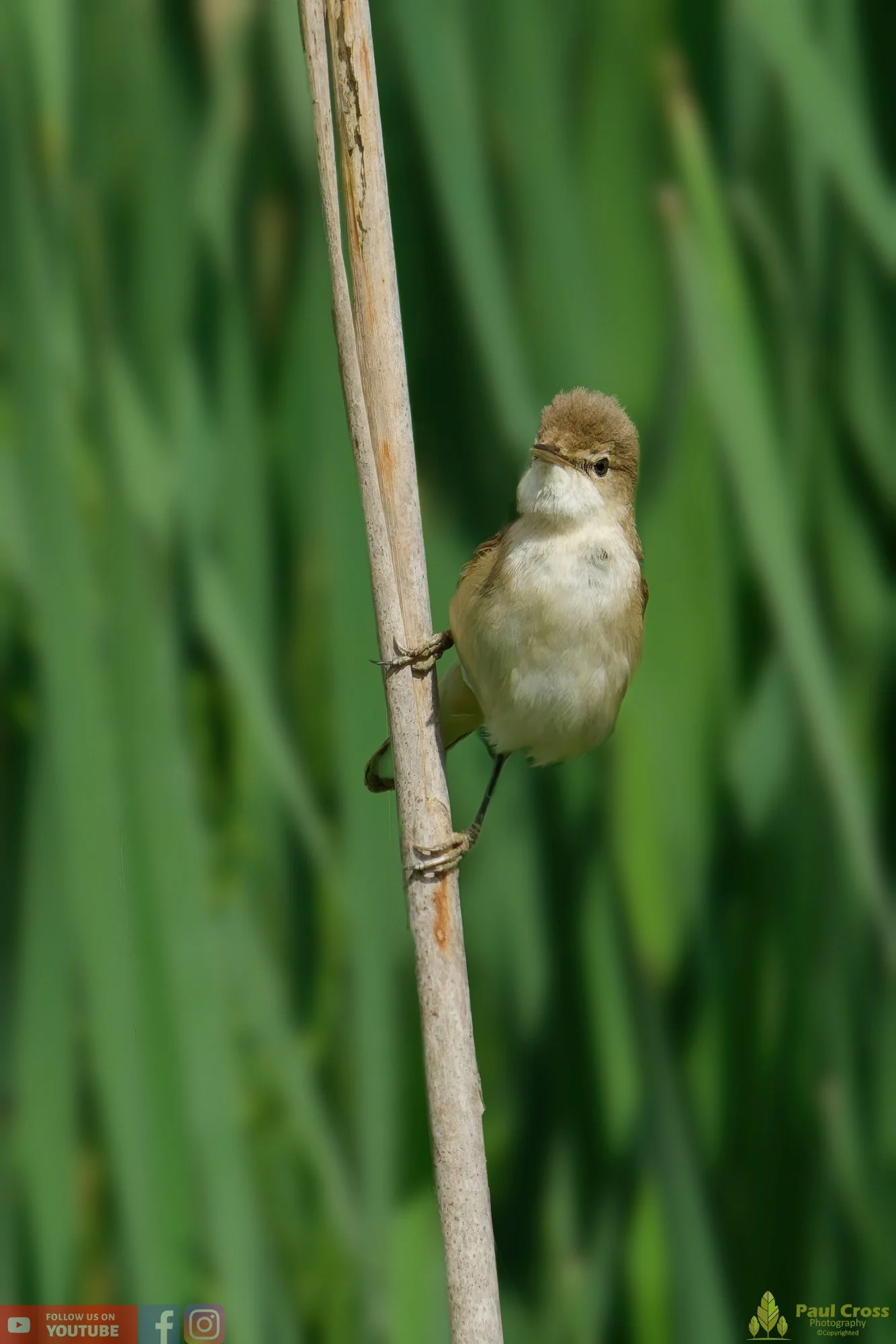 Reed Warbler-00153.jpg