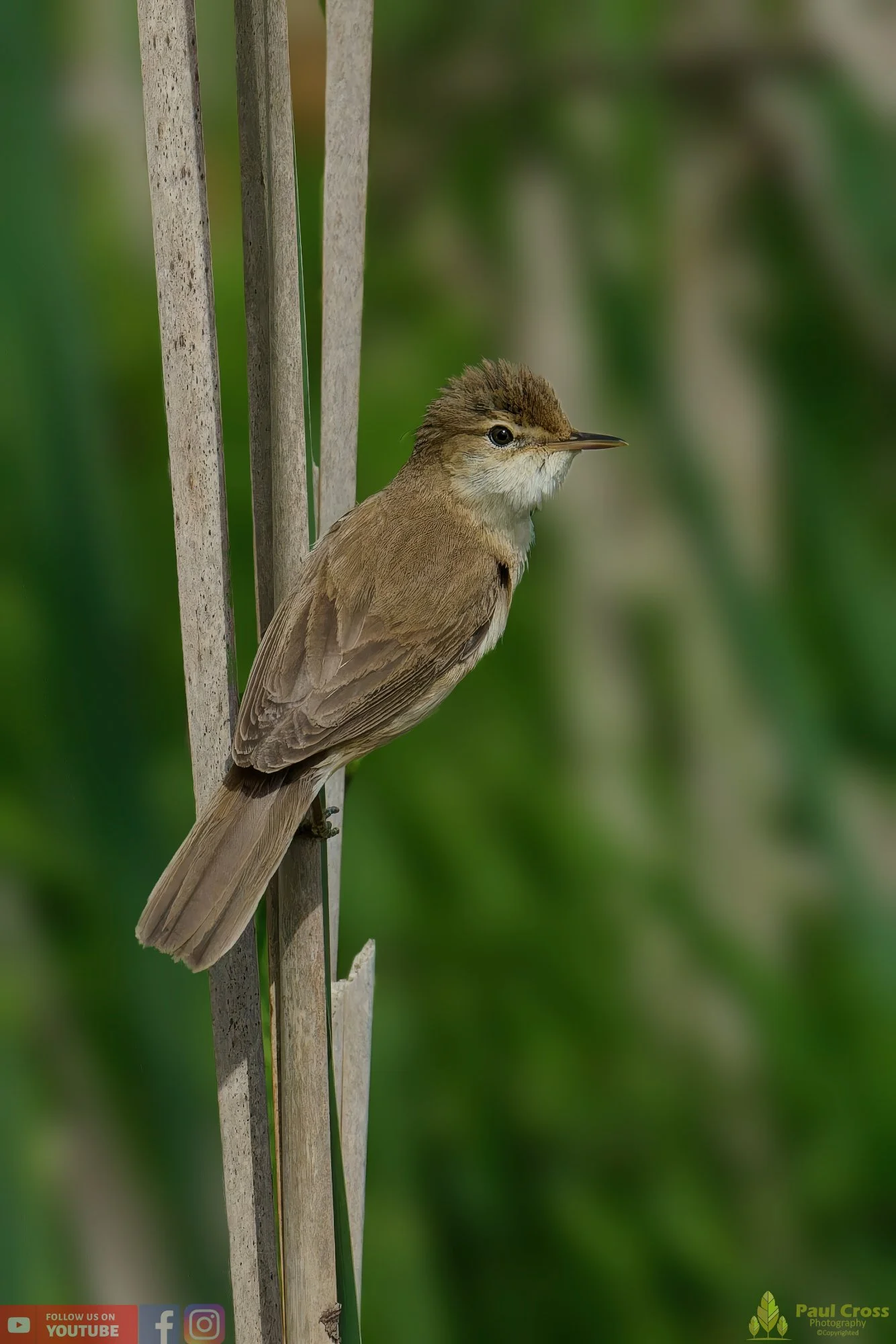 Reed Warbler-00155.jpg
