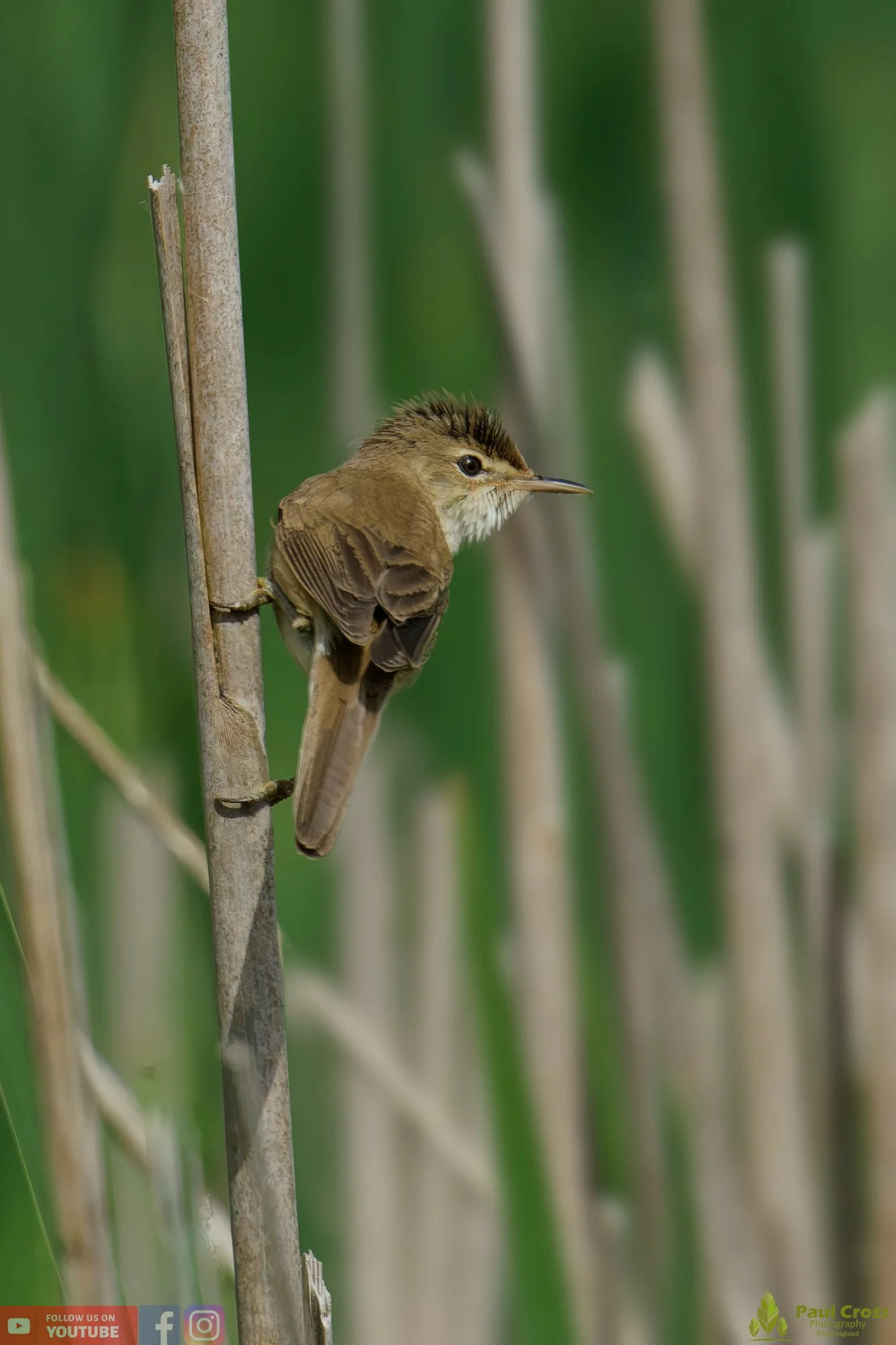 Reed Warbler-00156.jpg