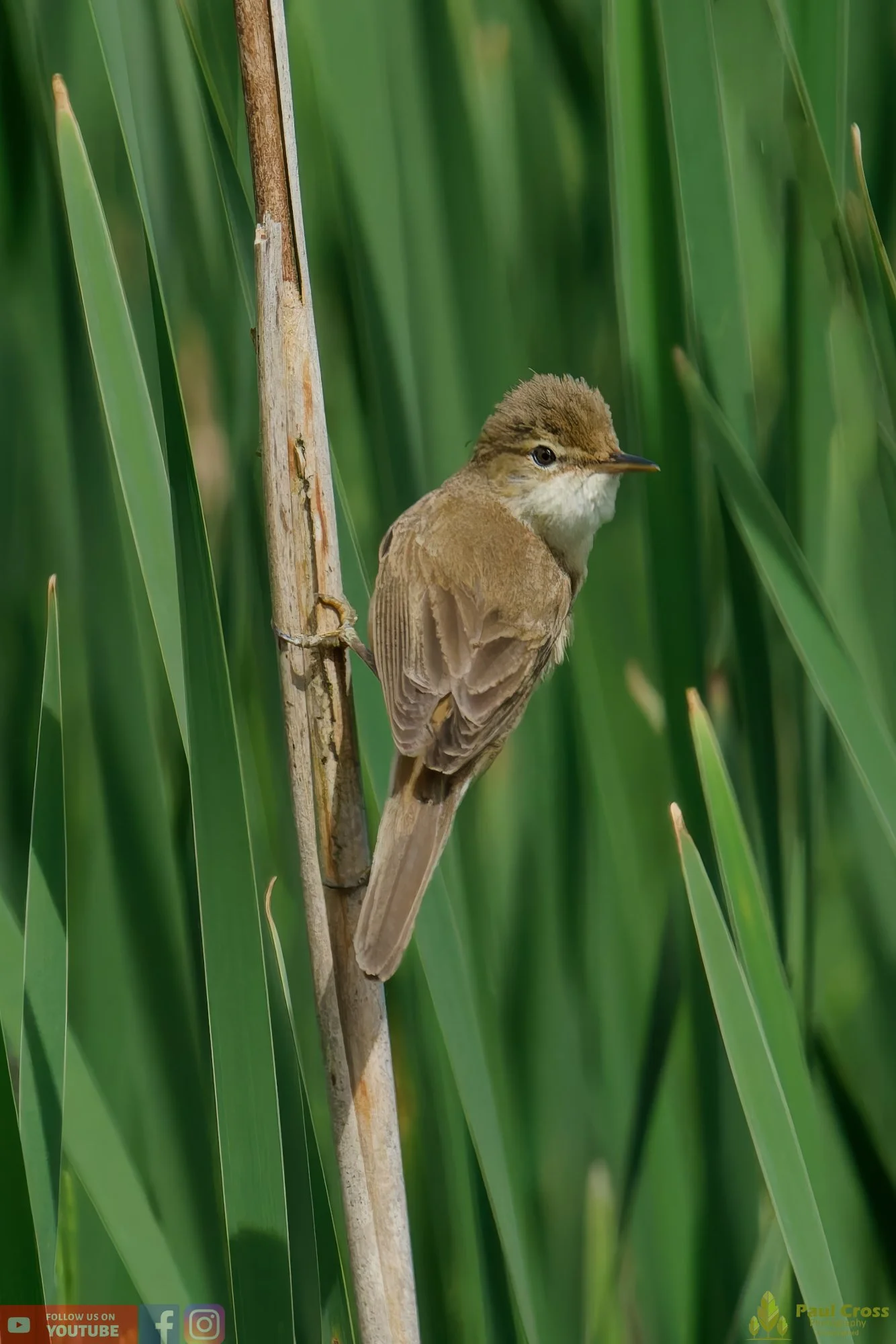 Reed Warbler-00157.jpg