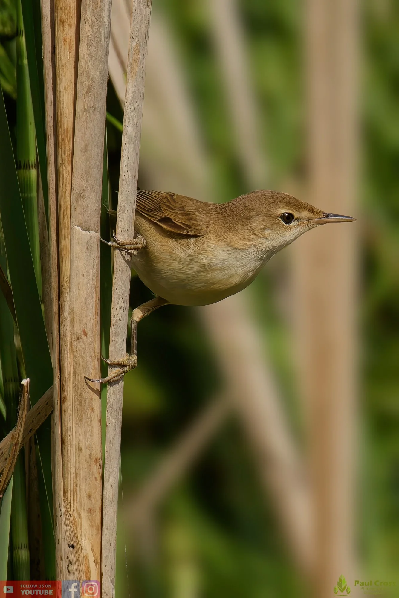 Reed Warbler-00158.jpg