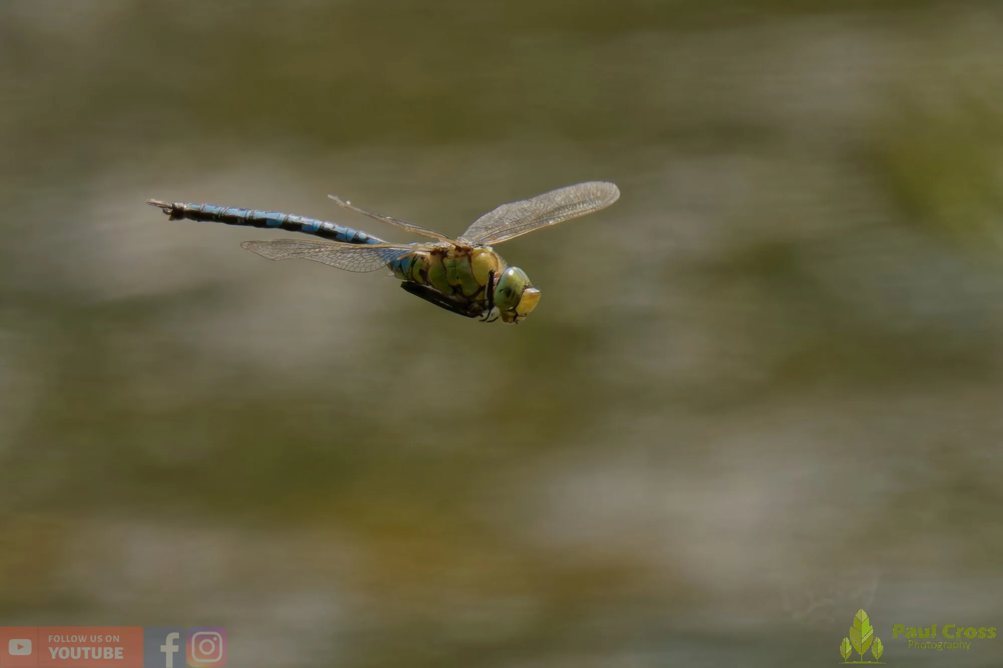 Emperor Dragonfly - Anax Imperator-00023.jpg