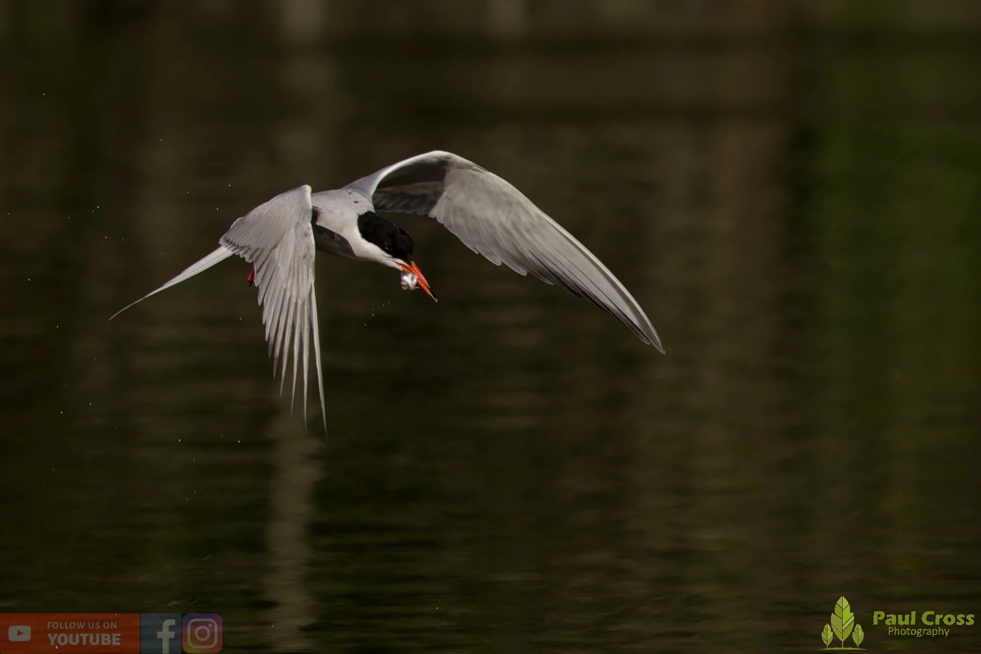 Common Tern-01895.jpg
