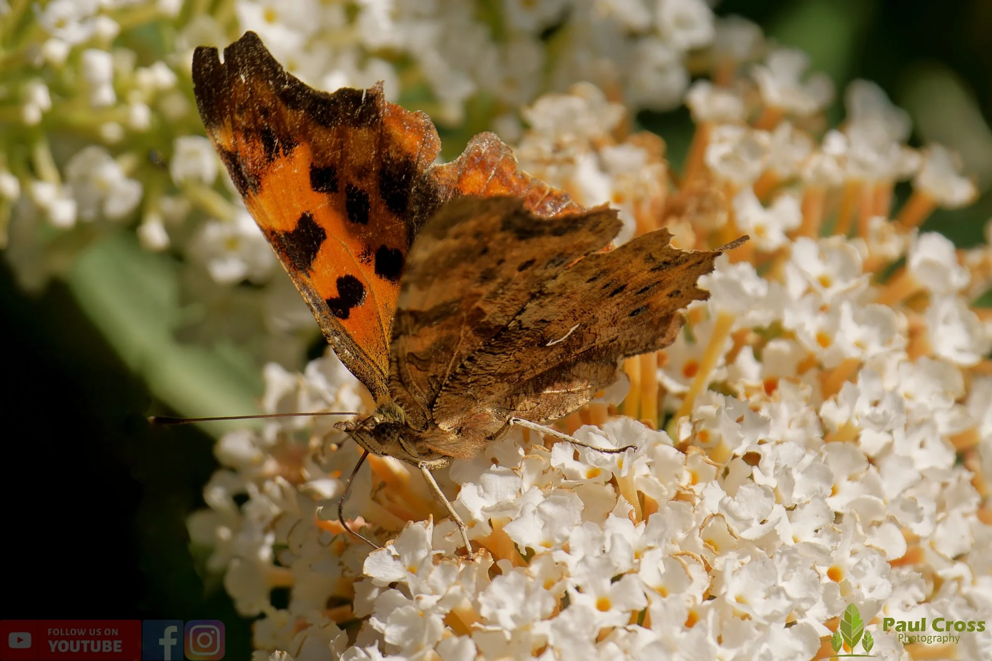 Comma-00030.jpg