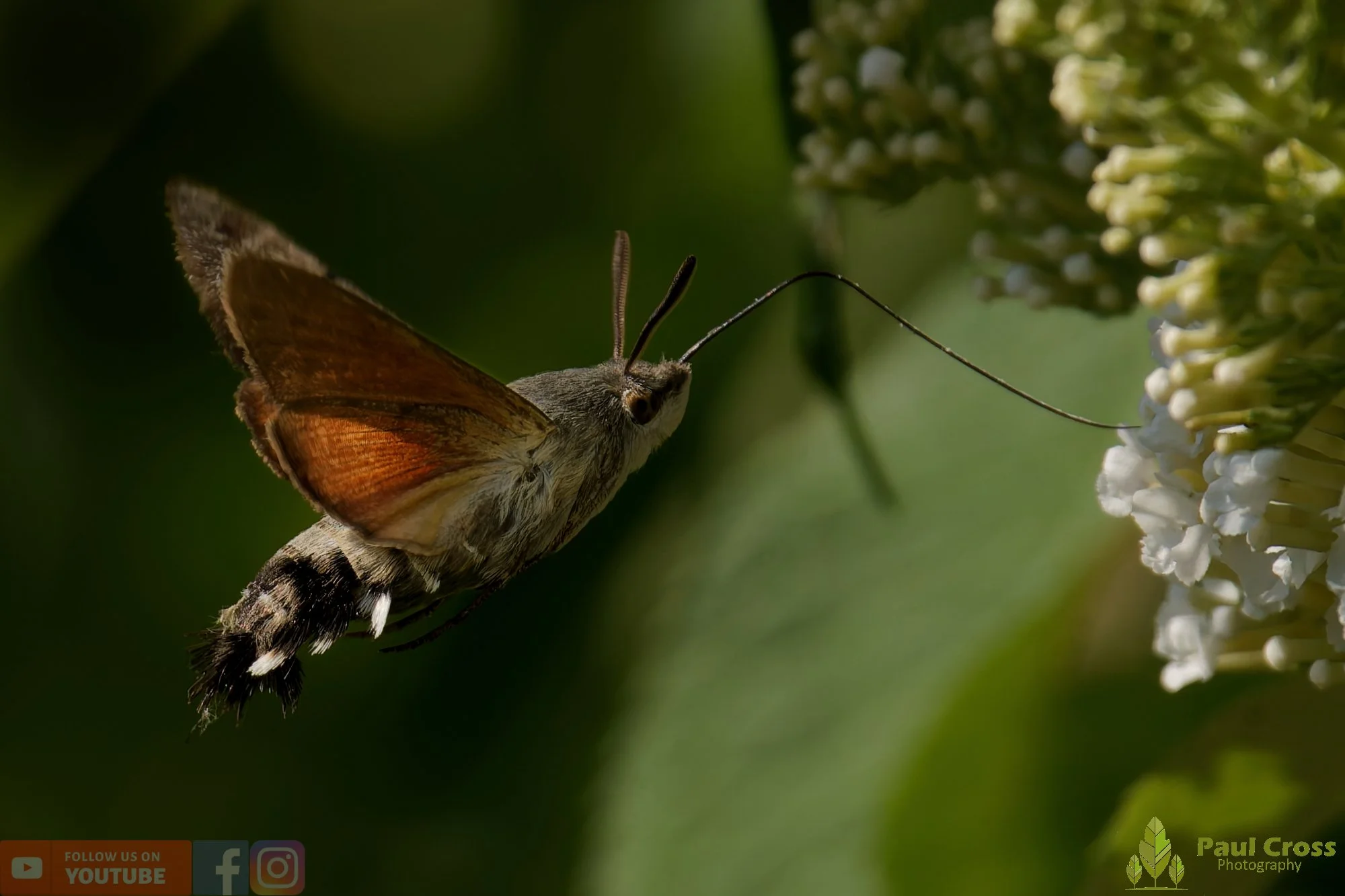 Hummingbird Hawk-Moth-00024.jpg