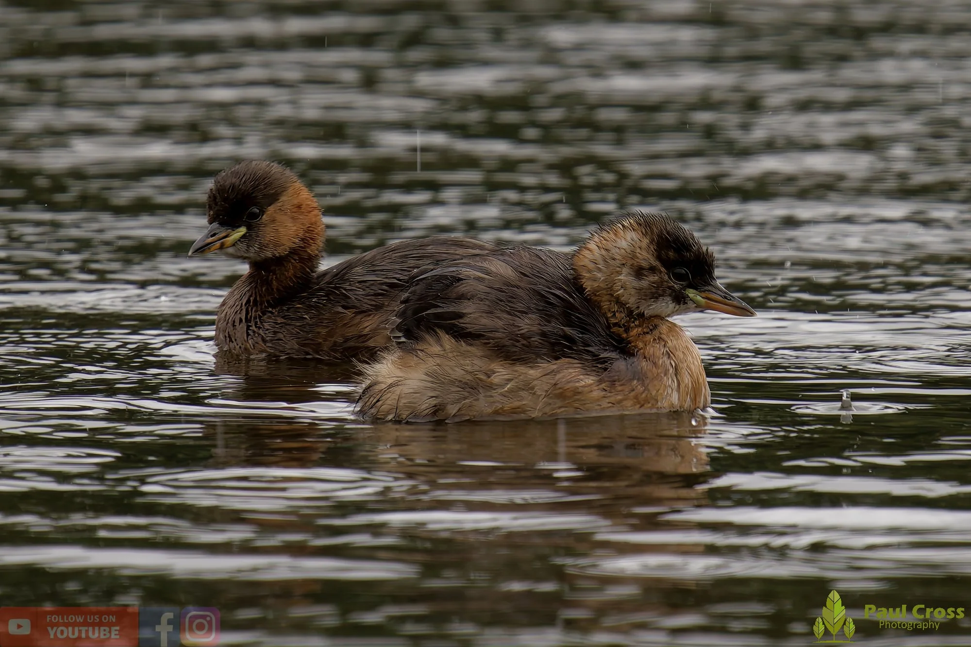 Little Grebe-00183.jpg