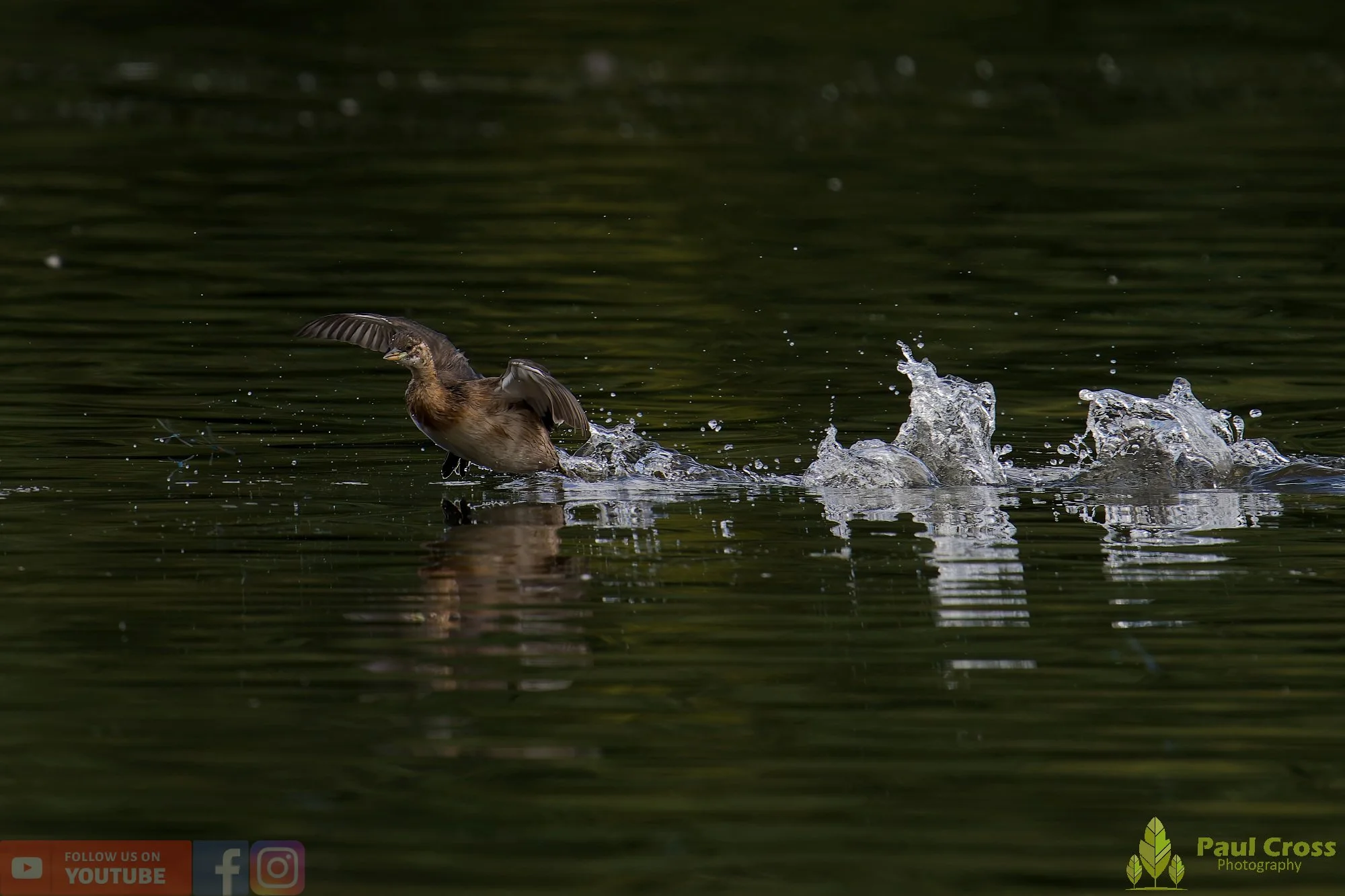 Little Grebe-00184.jpg