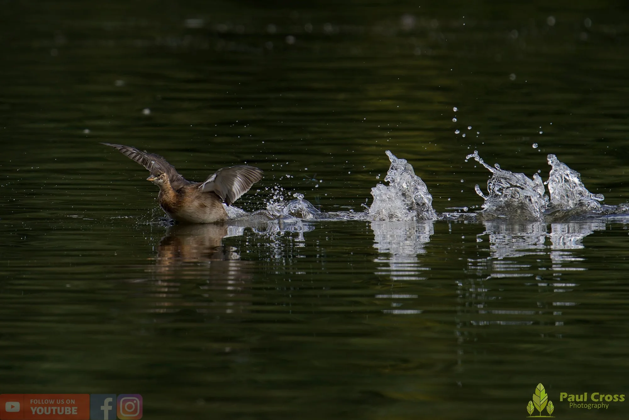 Little Grebe-00185.jpg