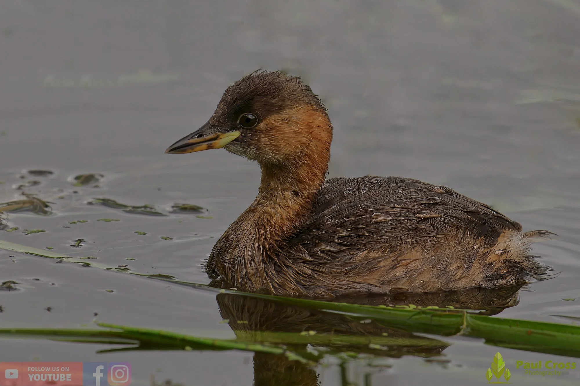 Little Grebe-00186.jpg